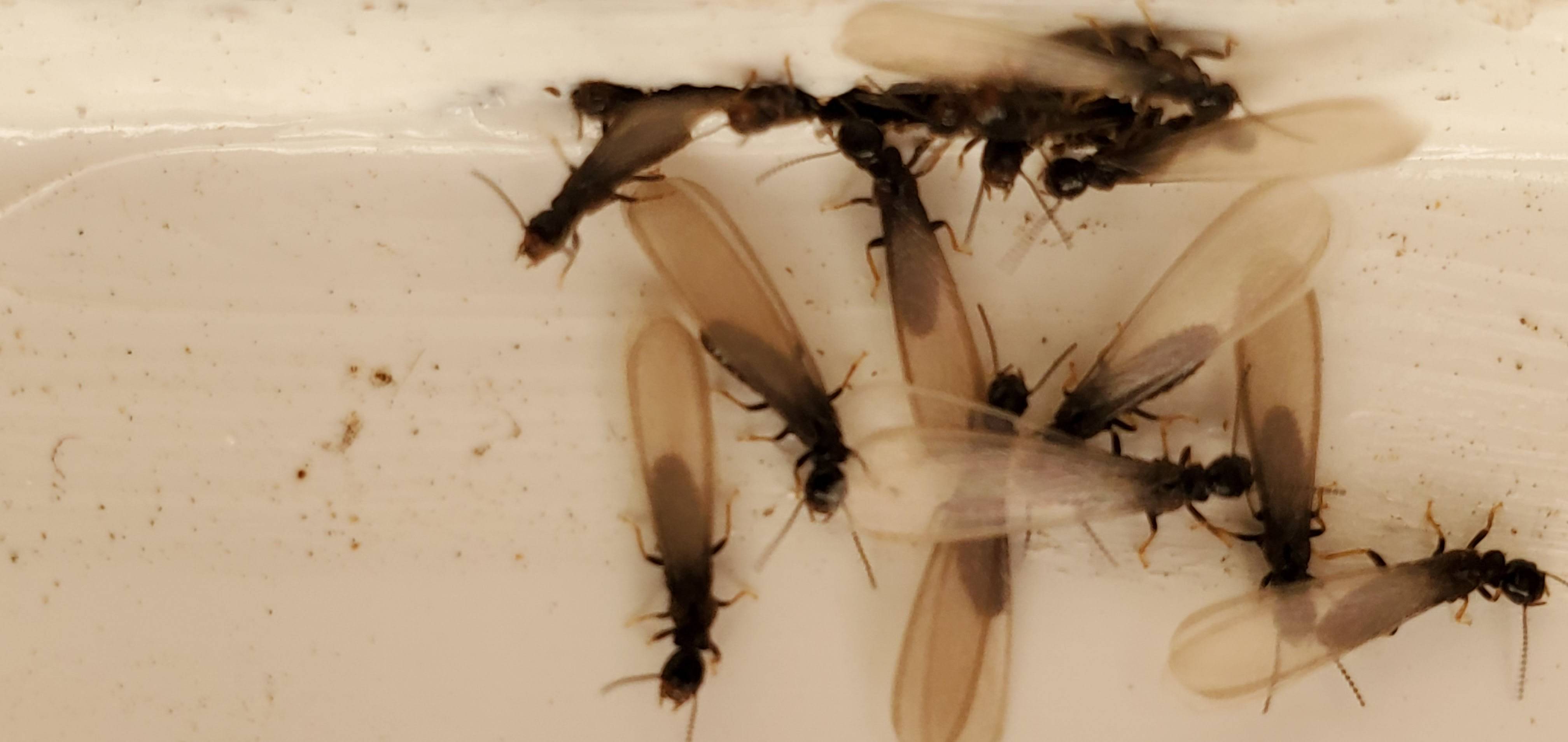 Pro Defense Pest Control - New Braunfels, TX