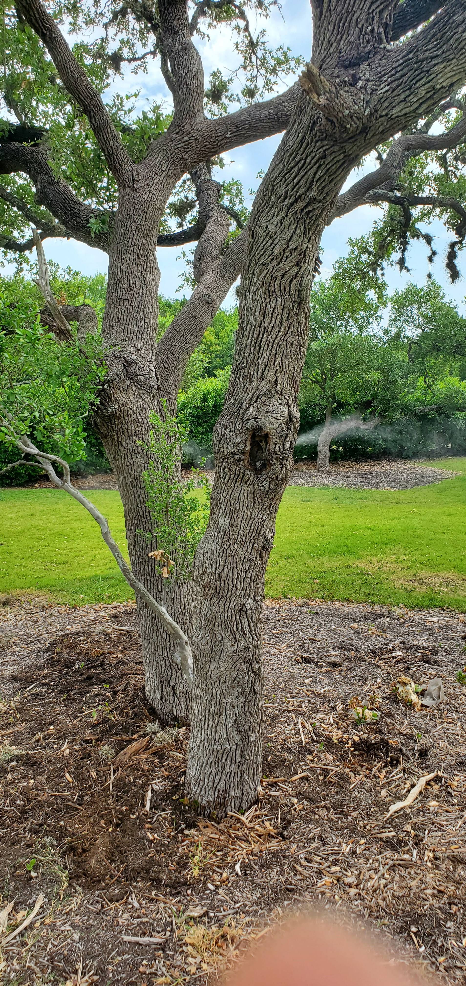 Pro Defense Pest Control - New Braunfels, TX
