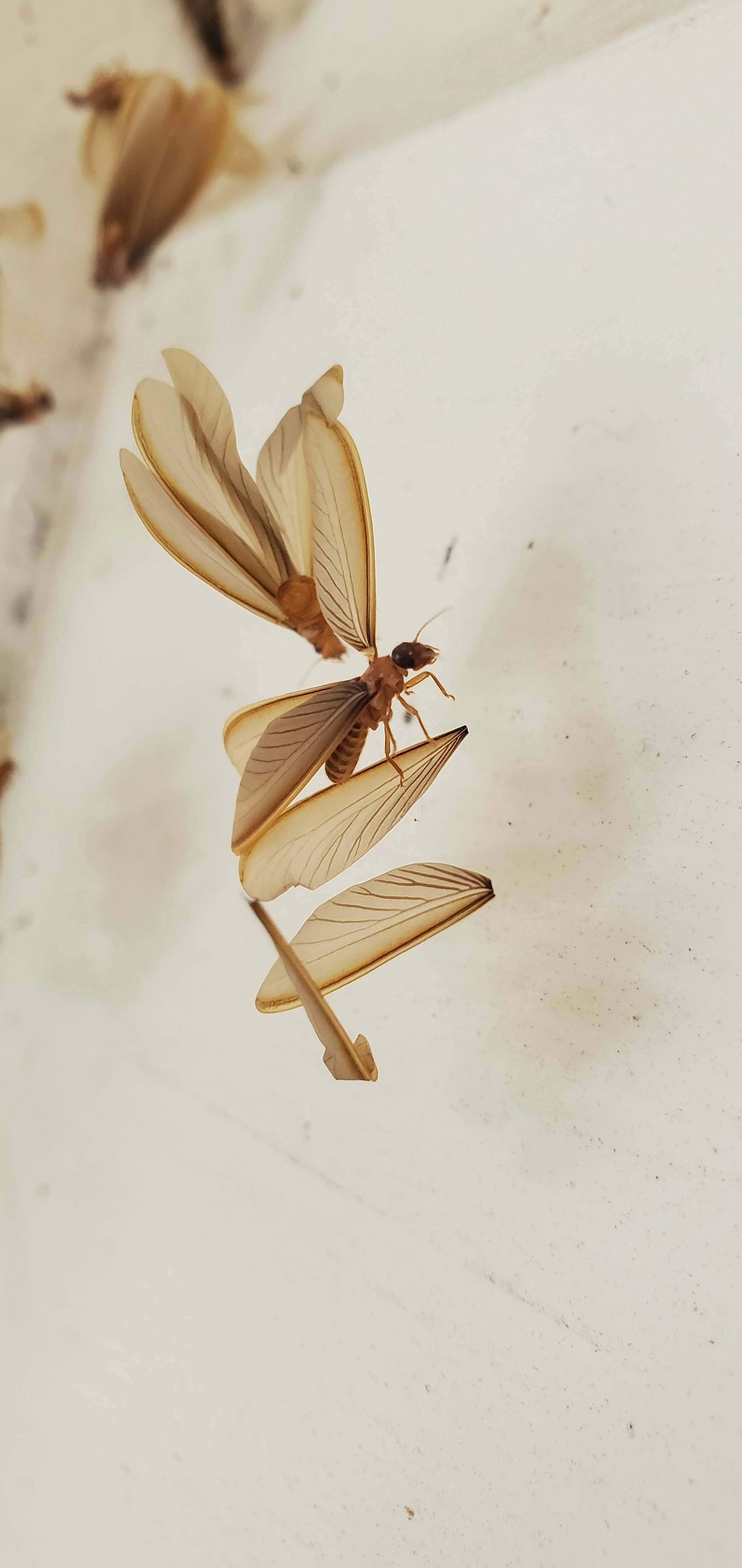 Pro Defense Pest Control - New Braunfels, TX