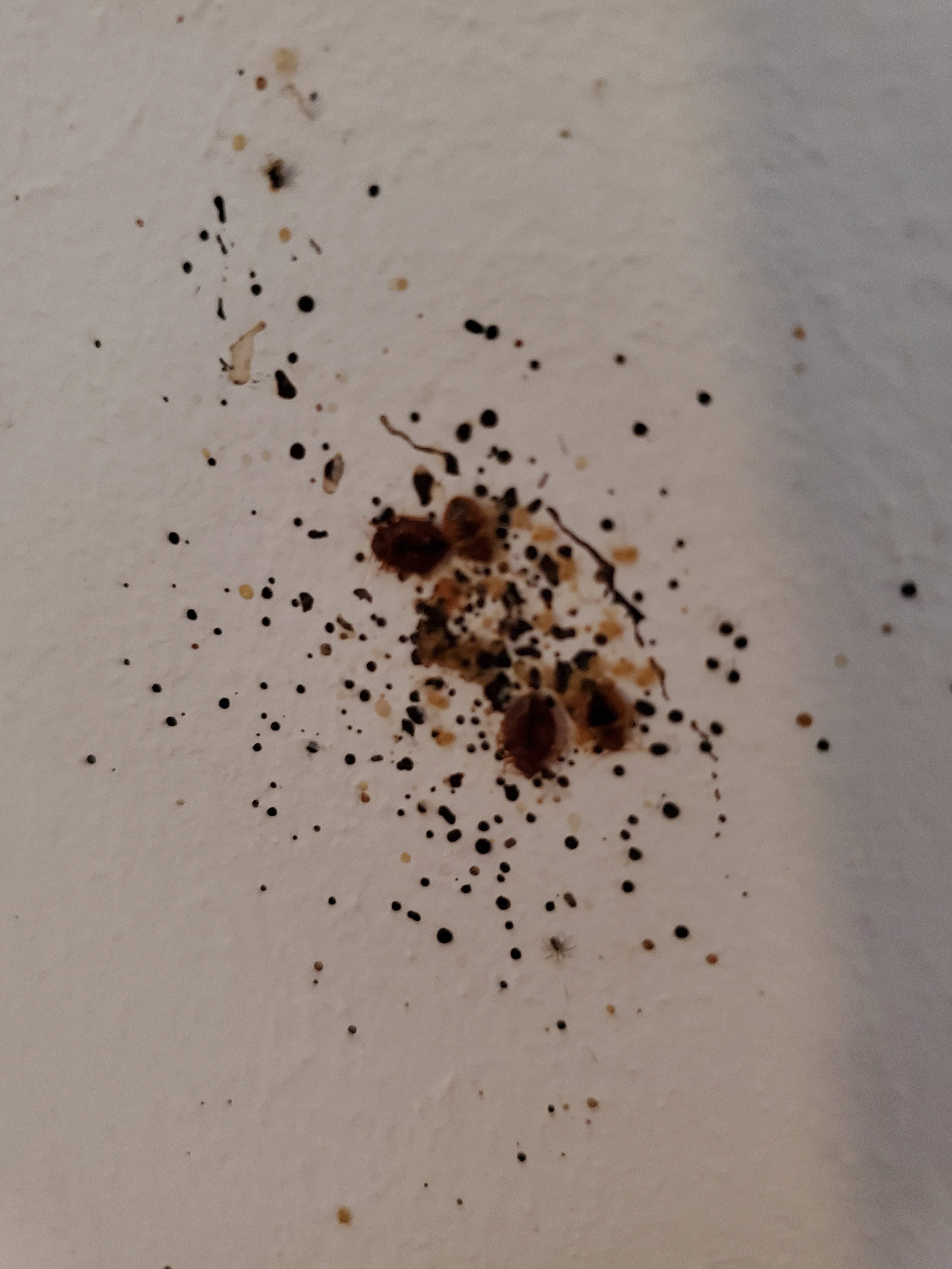 Pro Defense Pest Control - New Braunfels, TX