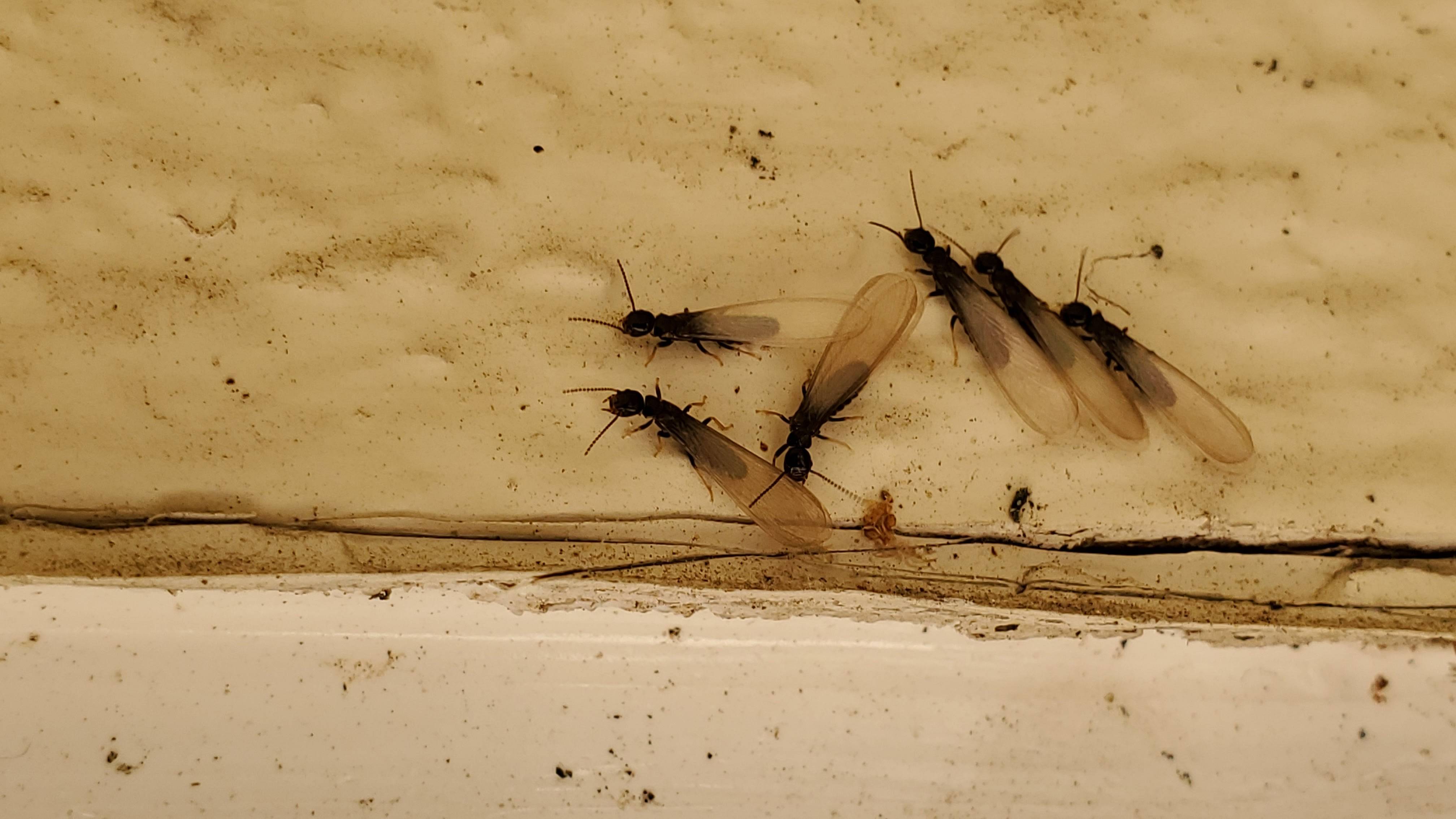Pro Defense Pest Control - New Braunfels - New Braunfels, TX