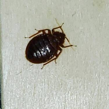 Pro Defense Pest Control - New Braunfels, TX