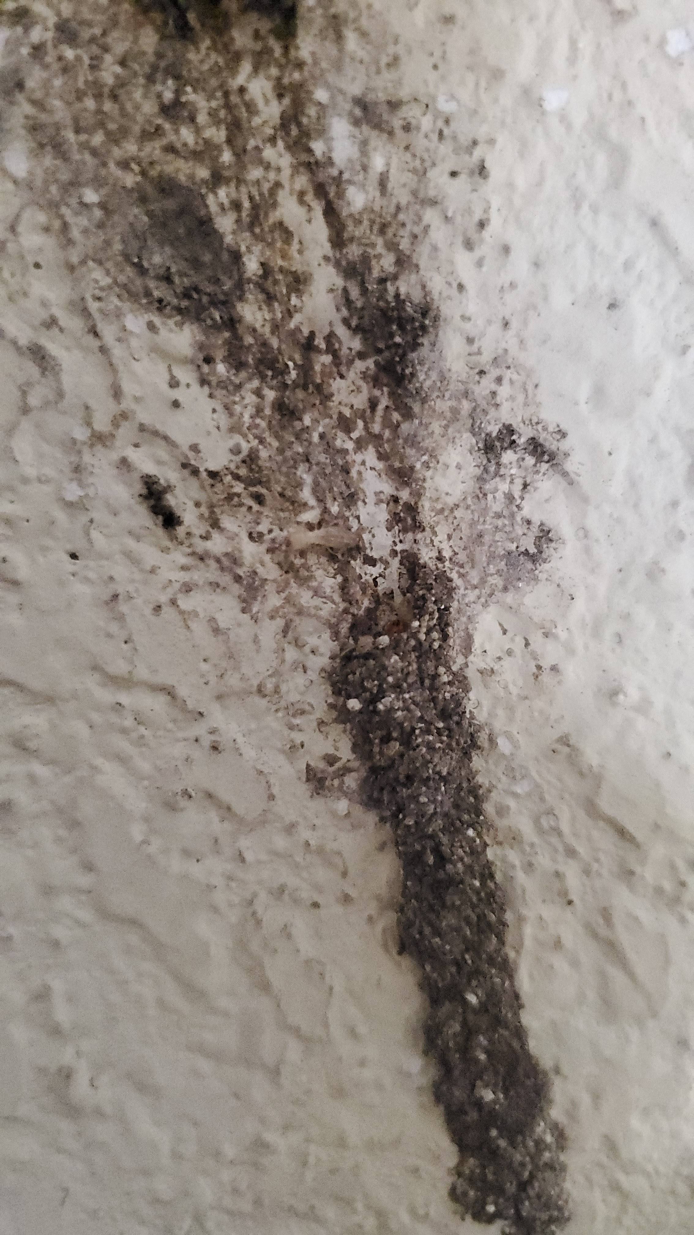 Pro Defense Pest Control - New Braunfels - New Braunfels, TX