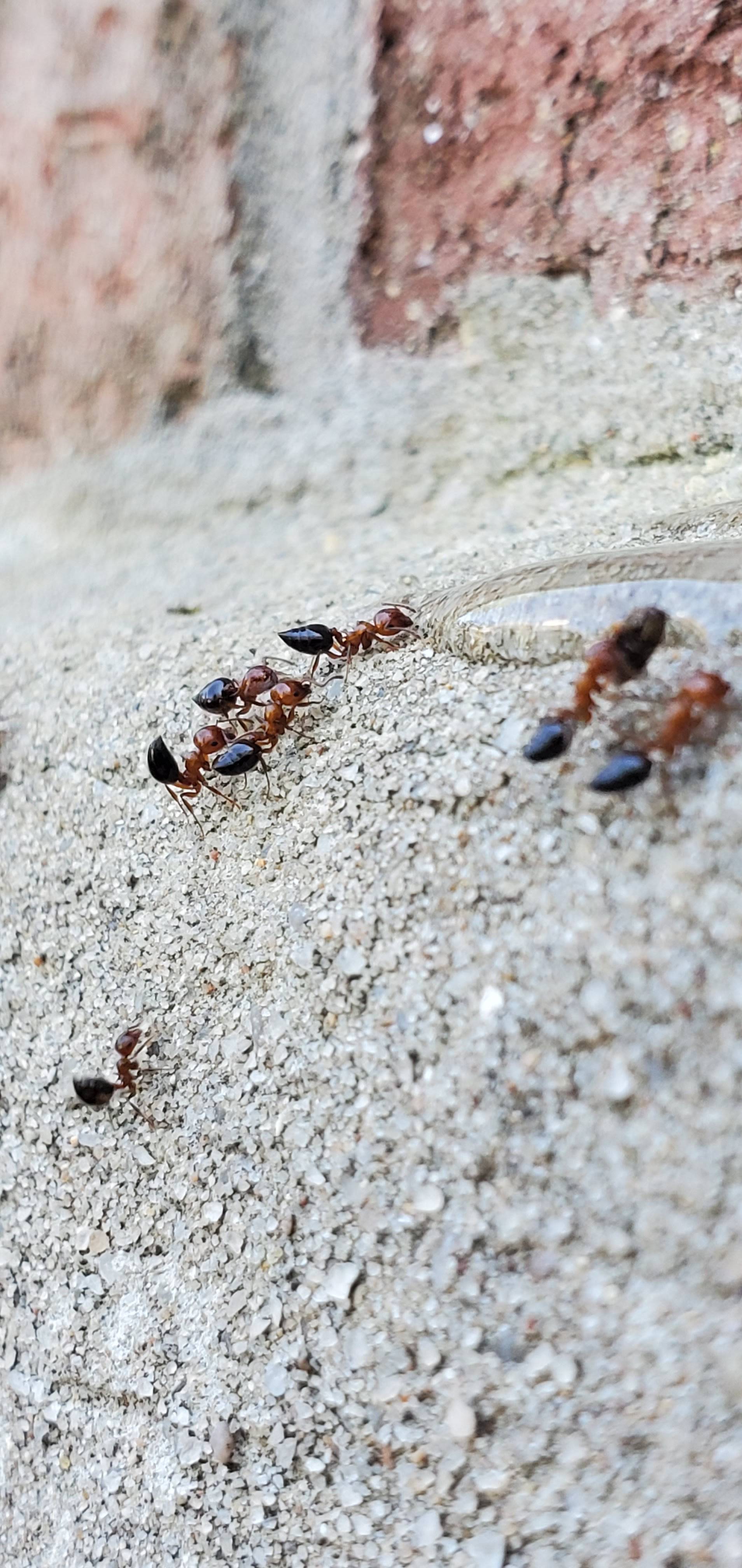 Pro Defense Pest Control - New Braunfels - New Braunfels, TX