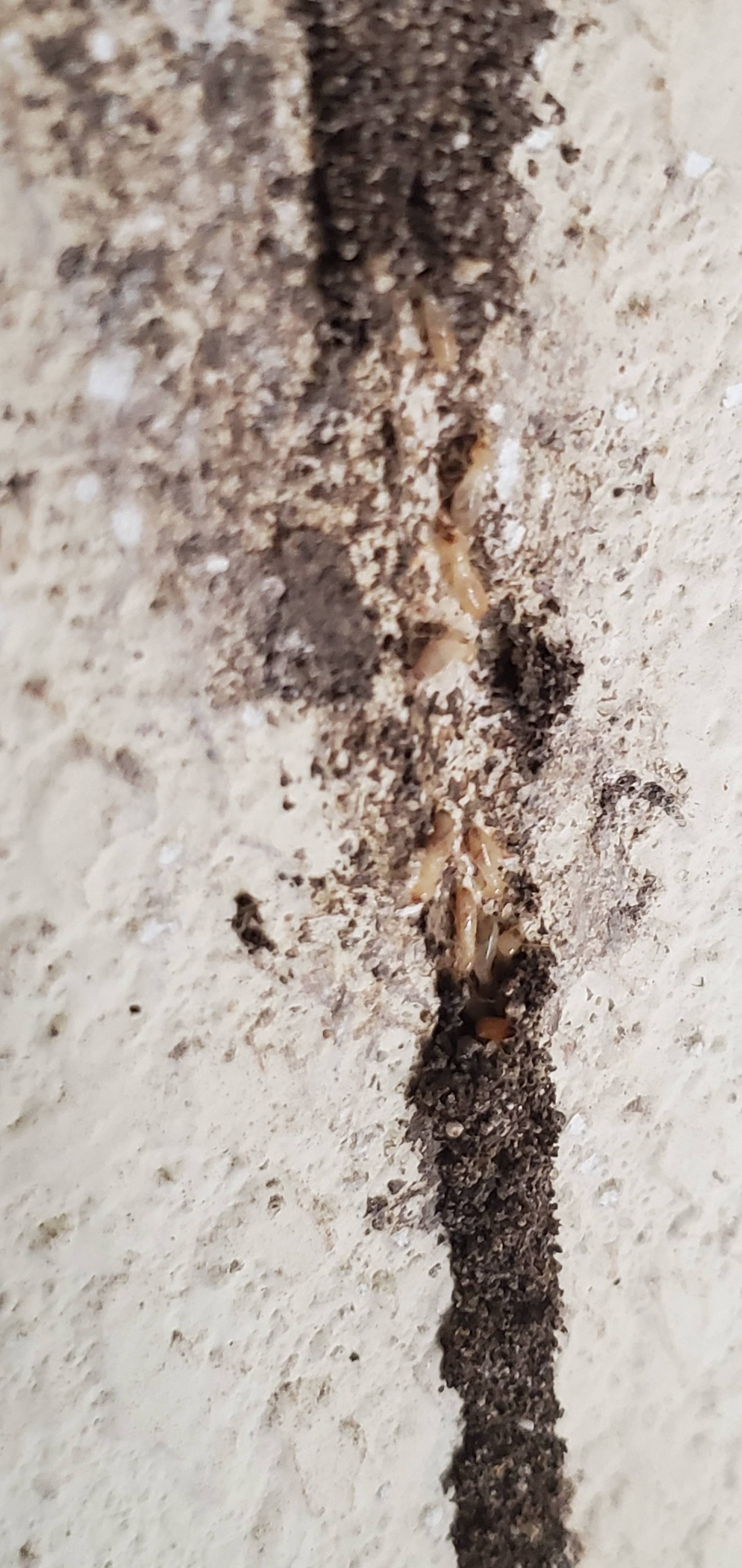 Pro Defense Pest Control - New Braunfels - New Braunfels, TX