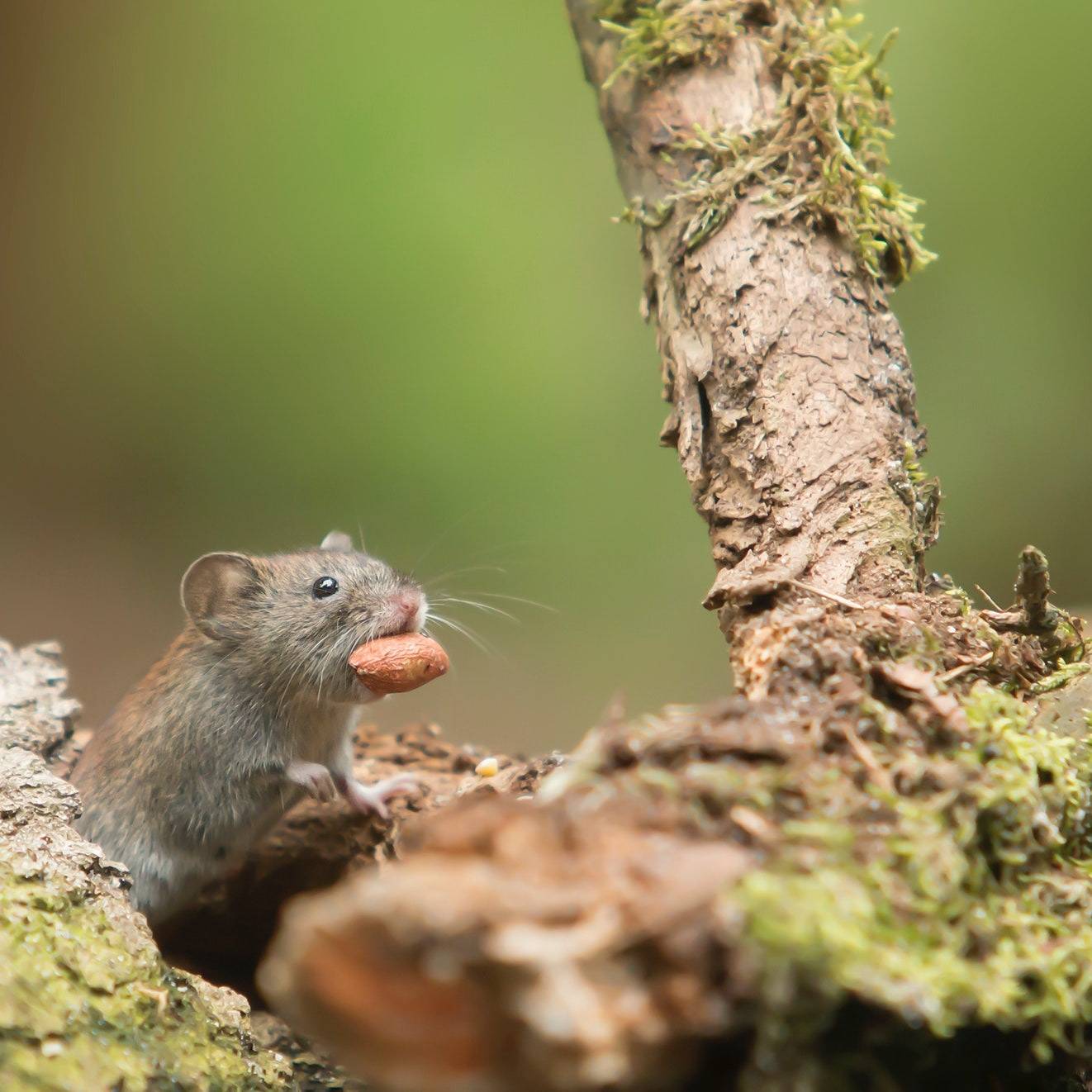 Pro Defense Pest Control - New Braunfels - New Braunfels, TX