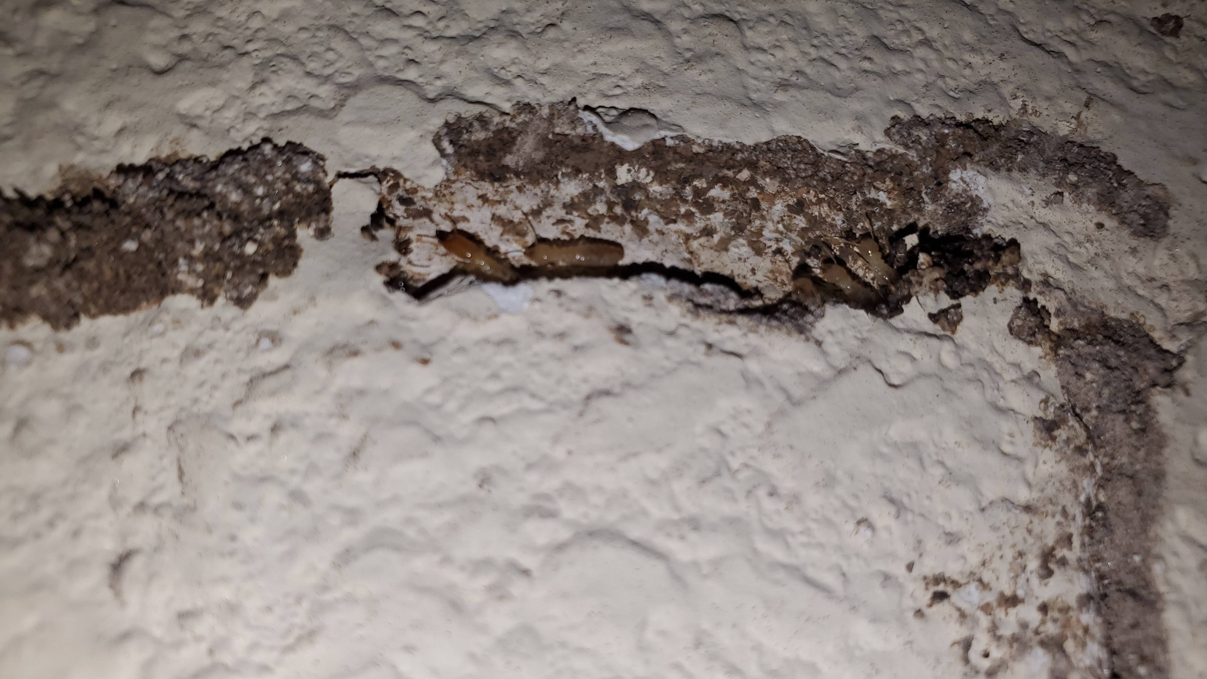 Pro Defense Pest Control - New Braunfels, TX