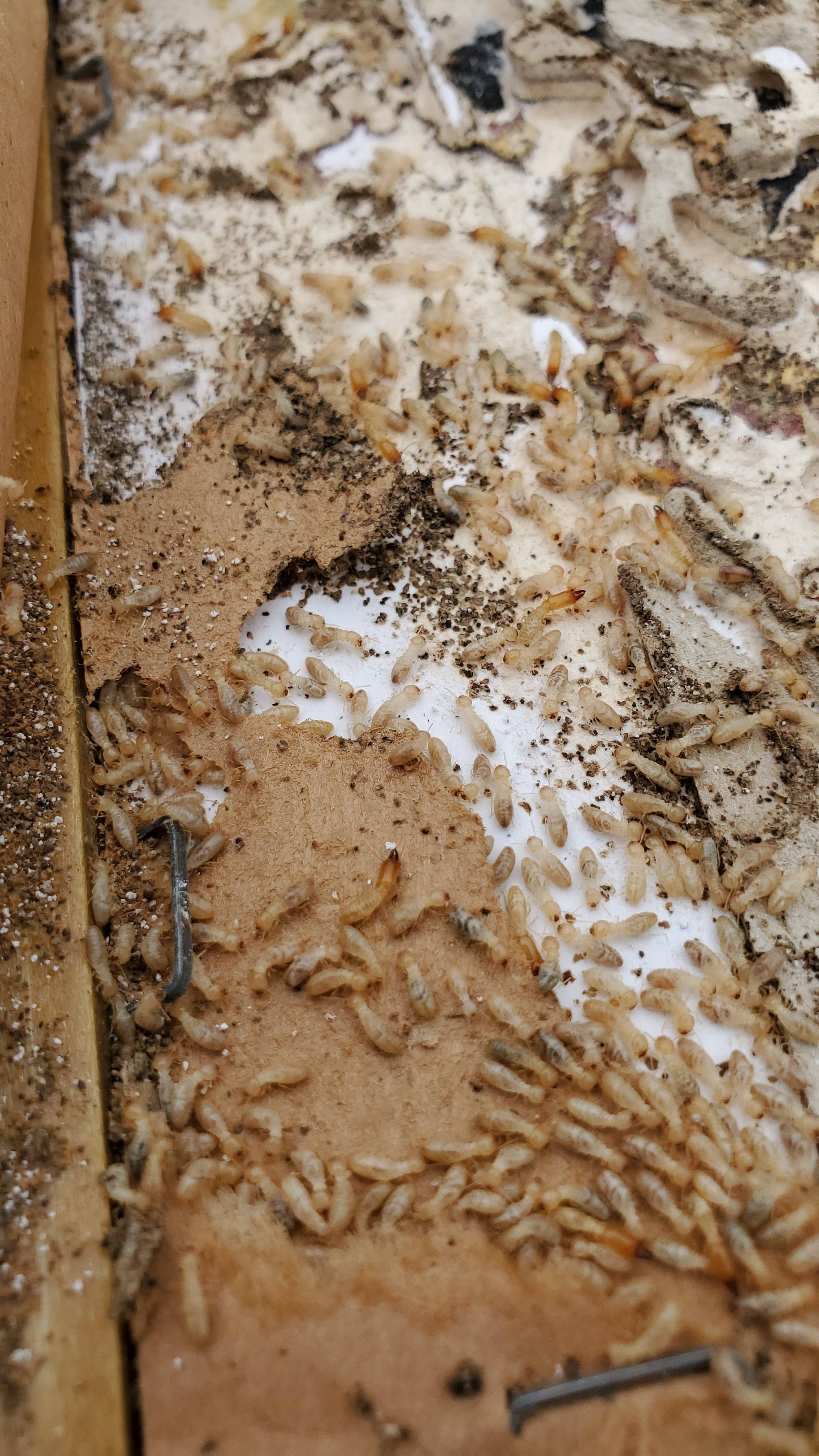 Pro Defense Pest Control - New Braunfels, TX