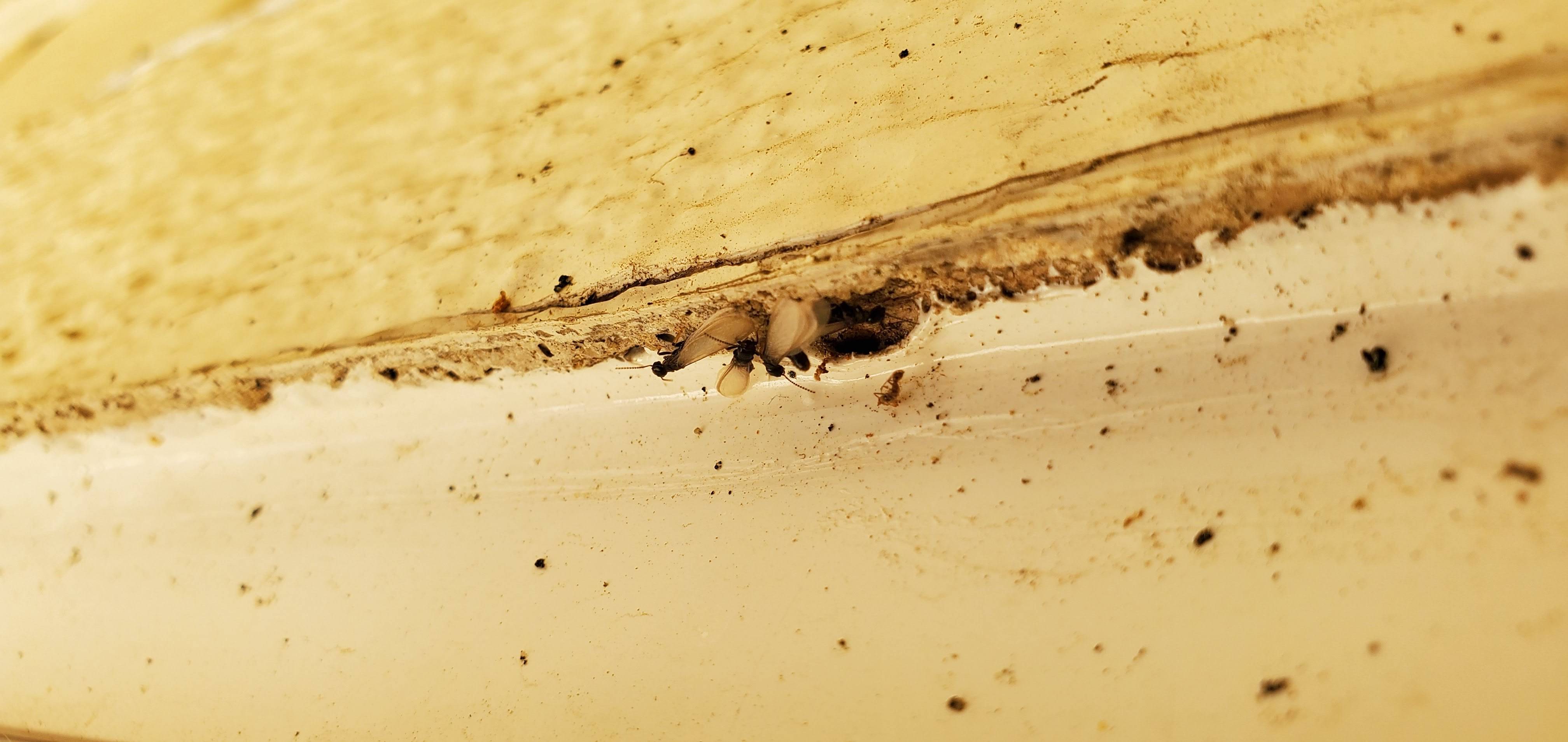 Pro Defense Pest Control - New Braunfels, TX