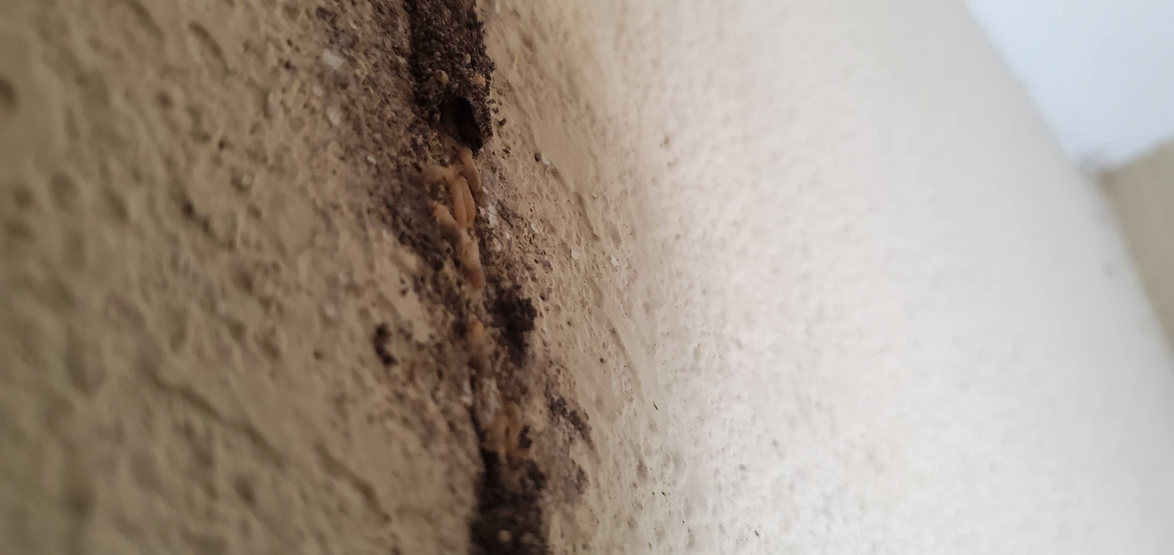 Pro Defense Pest Control - New Braunfels - New Braunfels, TX