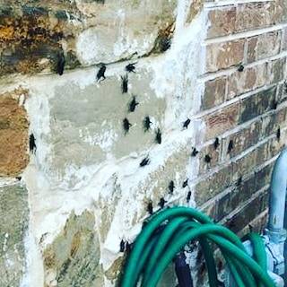 Pro Defense Pest Control - New Braunfels, TX