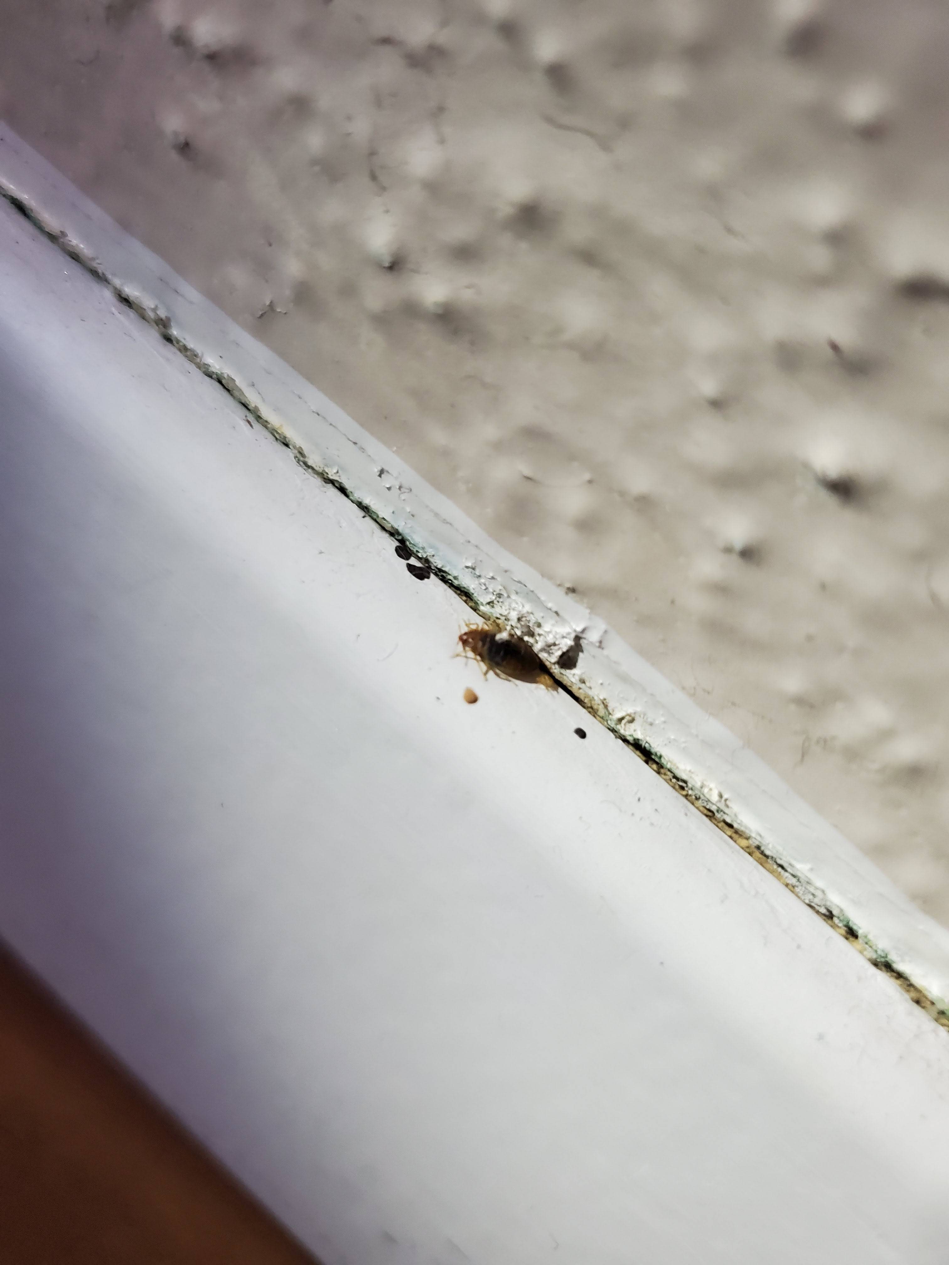 Pro Defense Pest Control - New Braunfels, TX