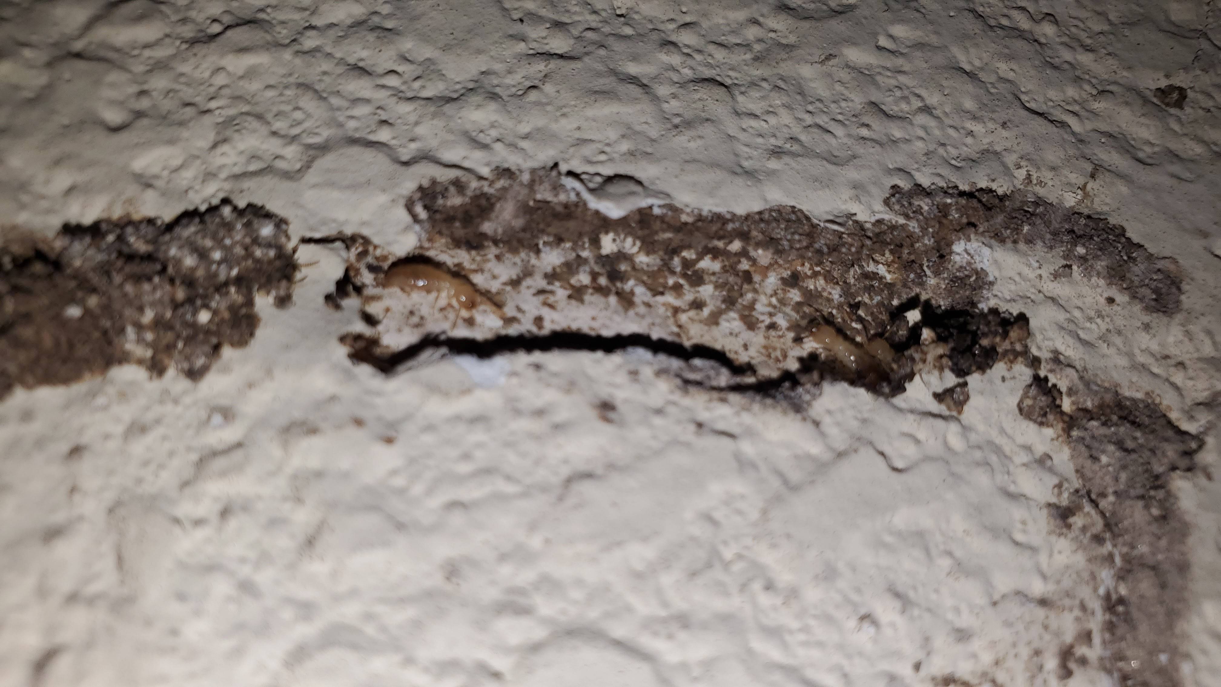 Pro Defense Pest Control - New Braunfels - New Braunfels, TX