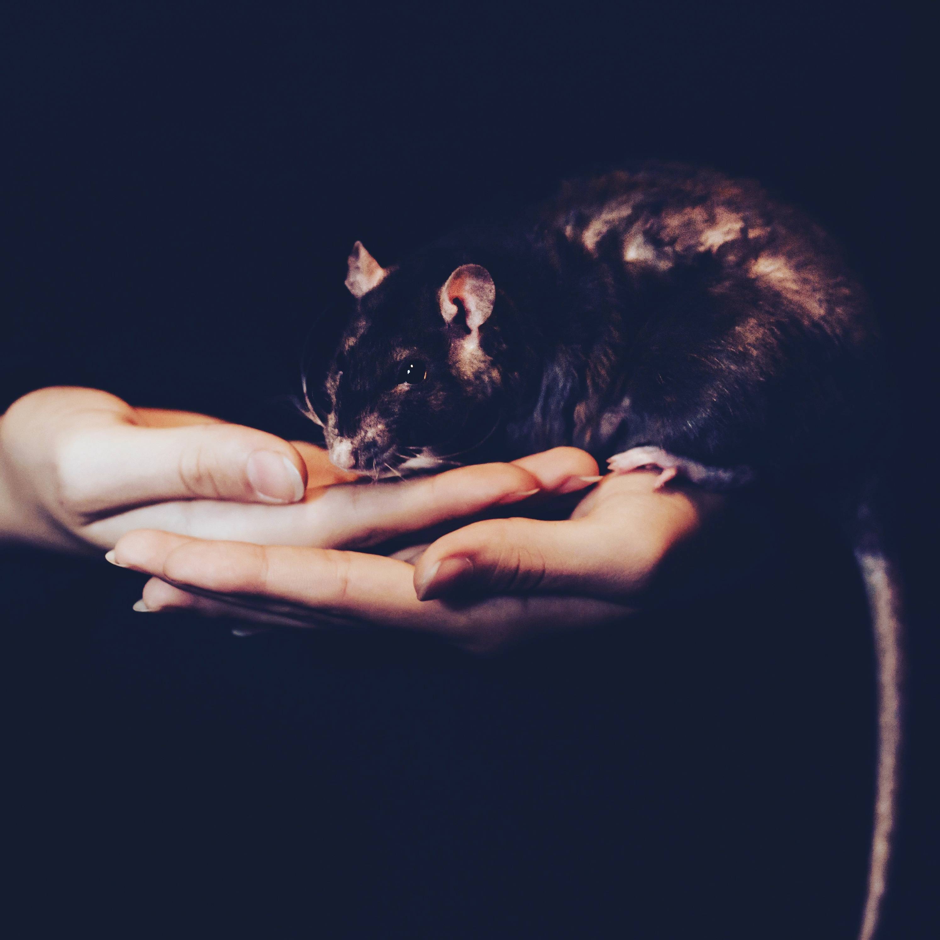 Pro Defense Pest Control - New Braunfels, TX