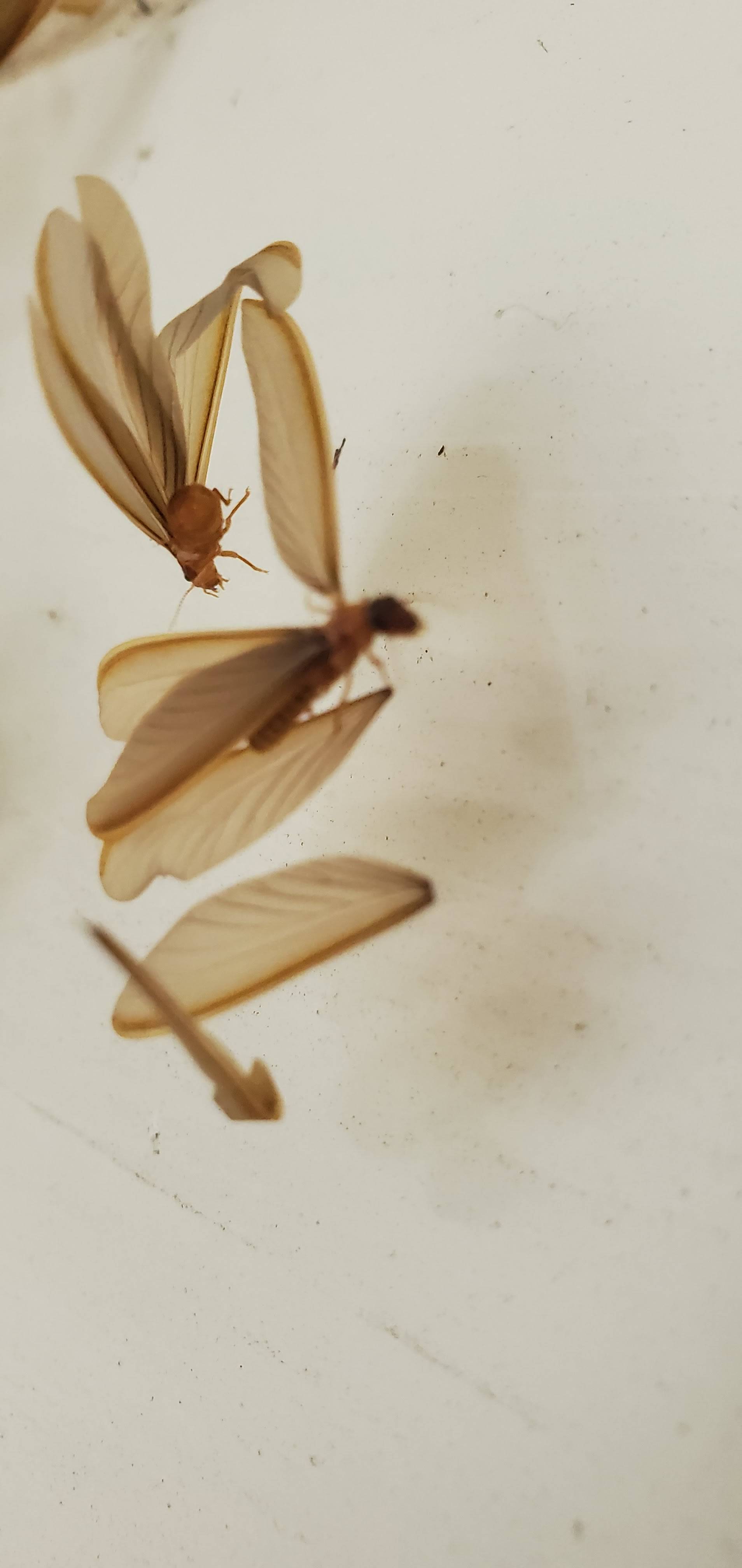 Pro Defense Pest Control - New Braunfels, TX