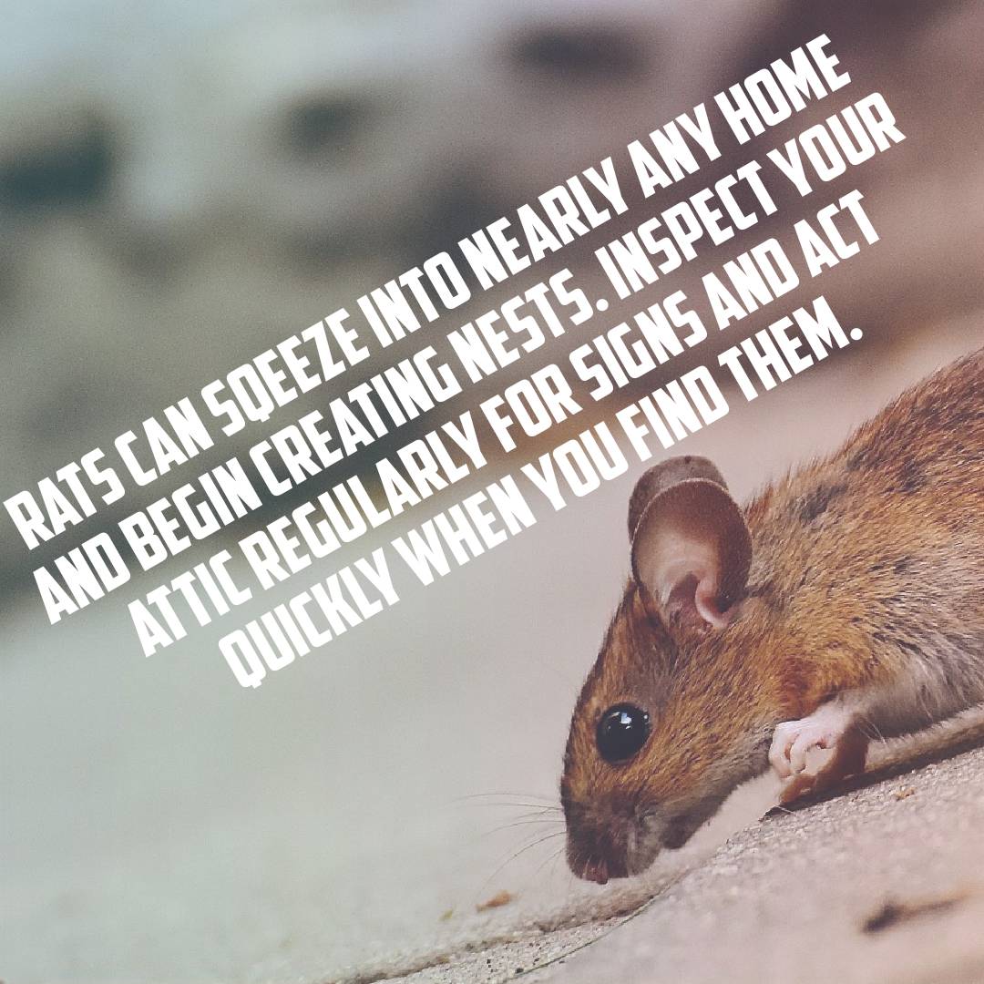 Pro Defense Pest Control - New Braunfels - New Braunfels, TX