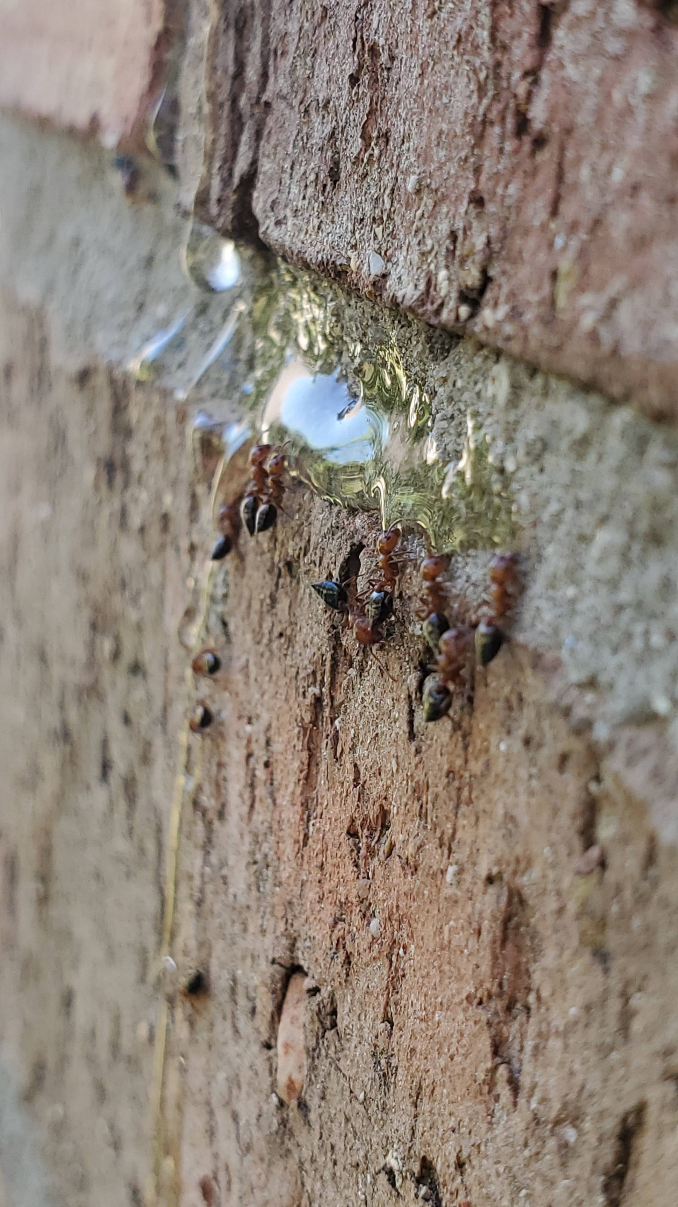 Pro Defense Pest Control - New Braunfels, TX