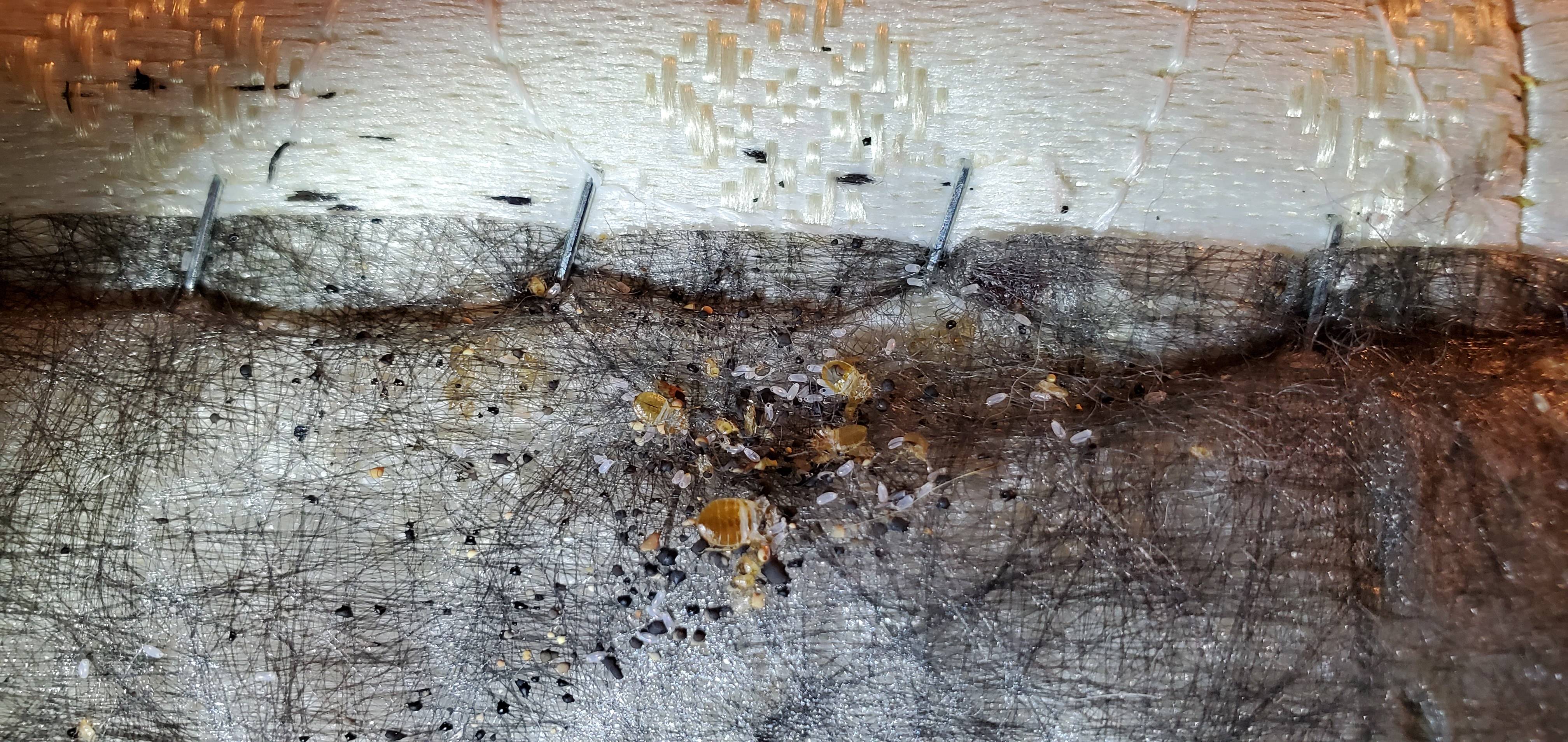 Pro Defense Pest Control - New Braunfels - New Braunfels, TX