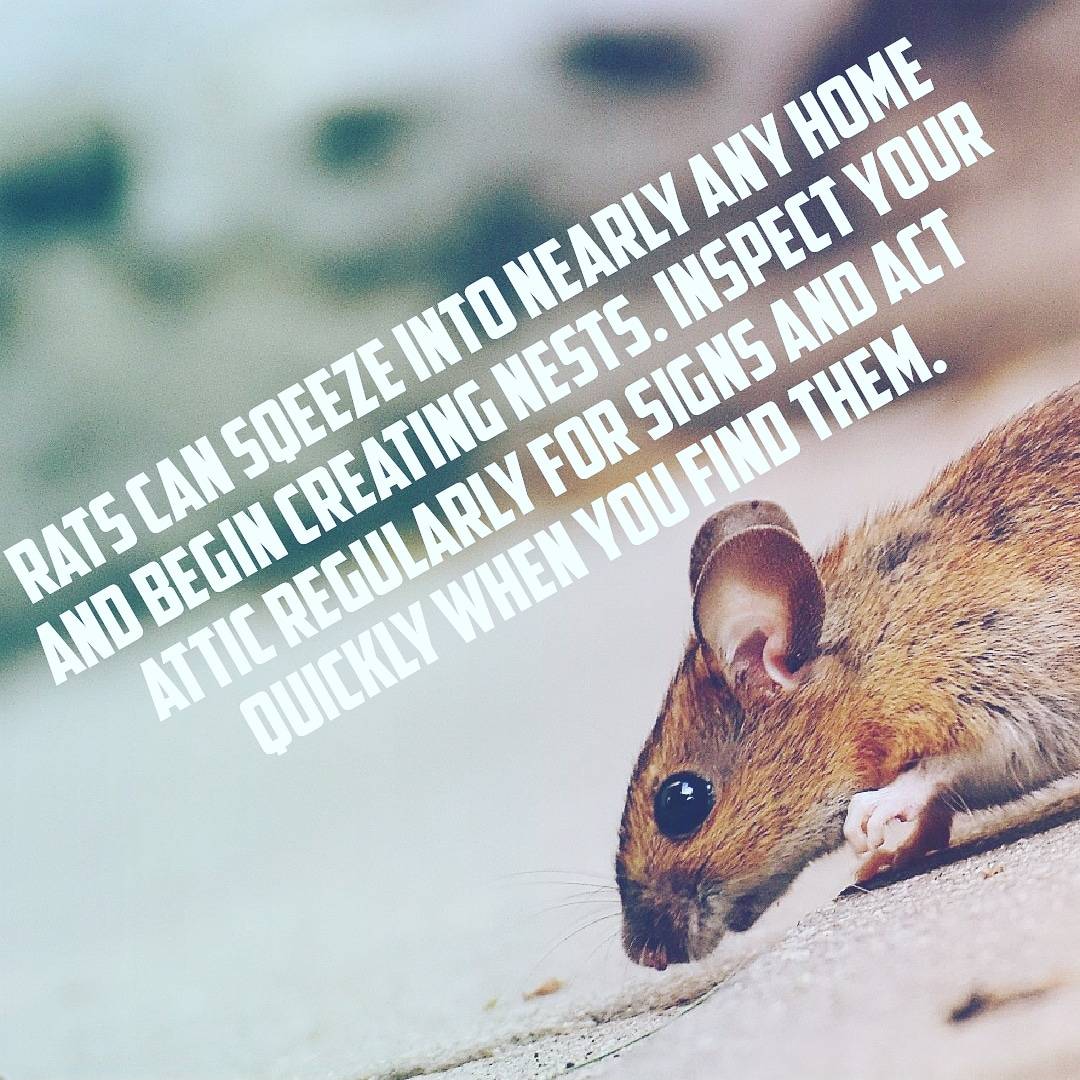 Pro Defense Pest Control - New Braunfels, TX