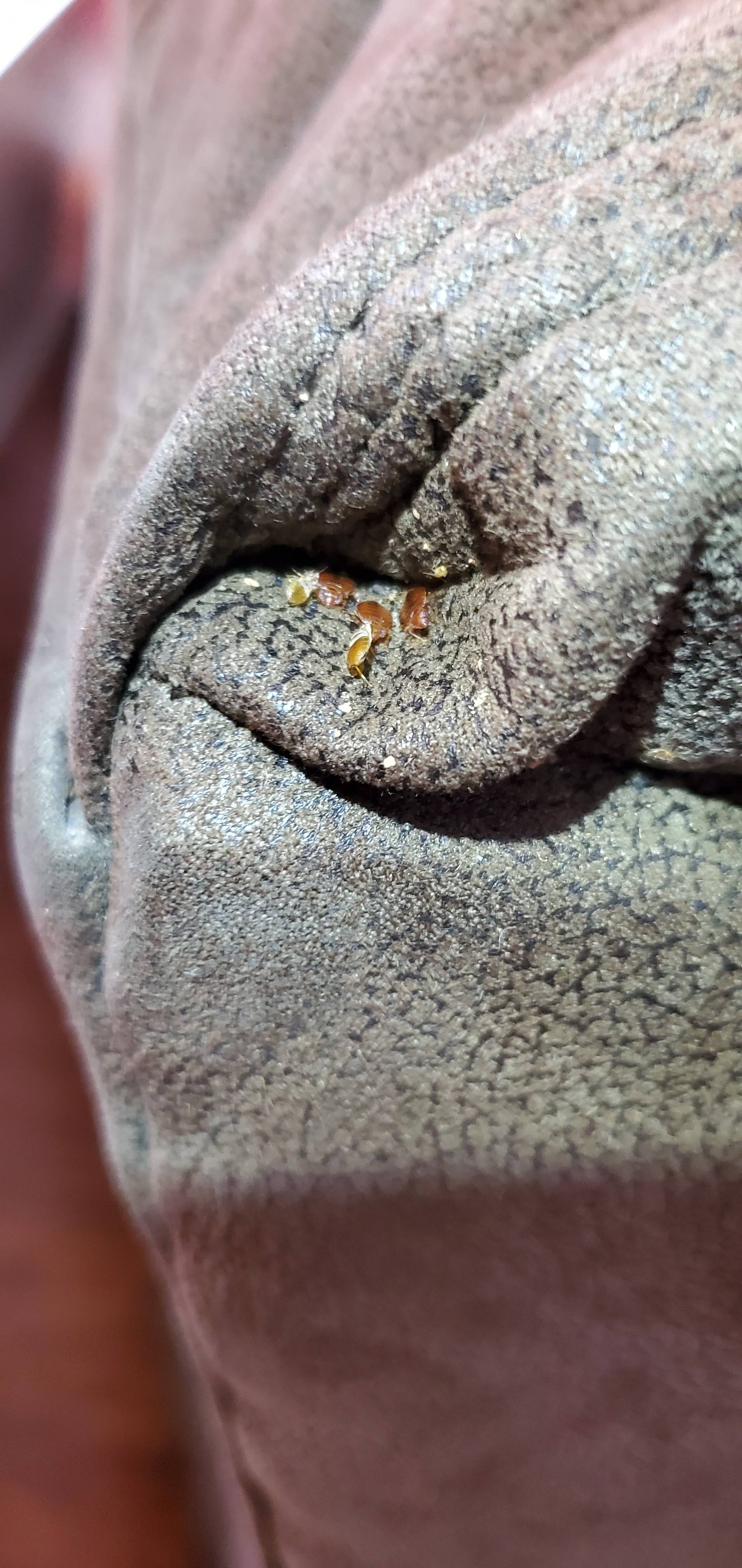 Pro Defense Pest Control - New Braunfels - New Braunfels, TX