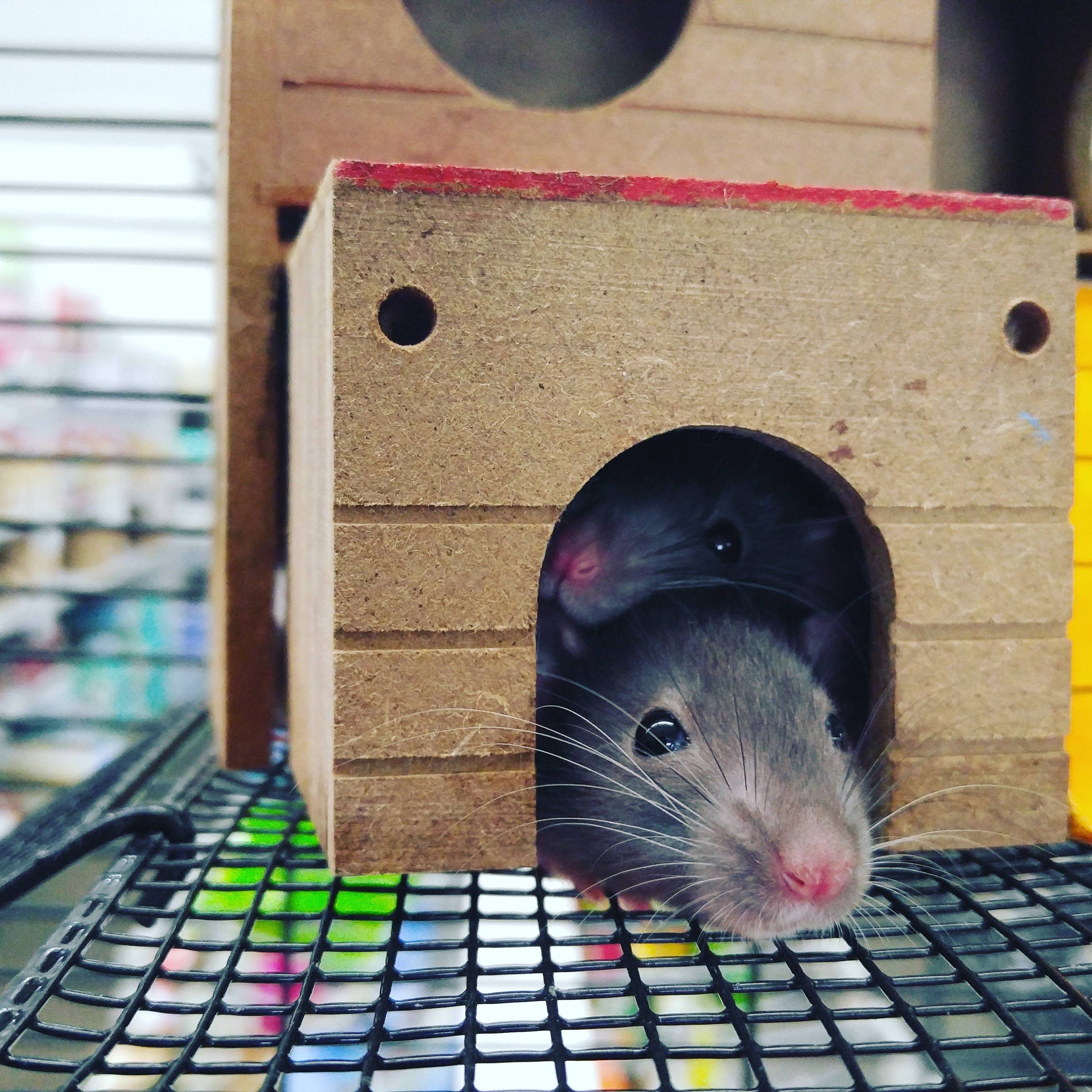 Pro Defense Pest Control - New Braunfels, TX