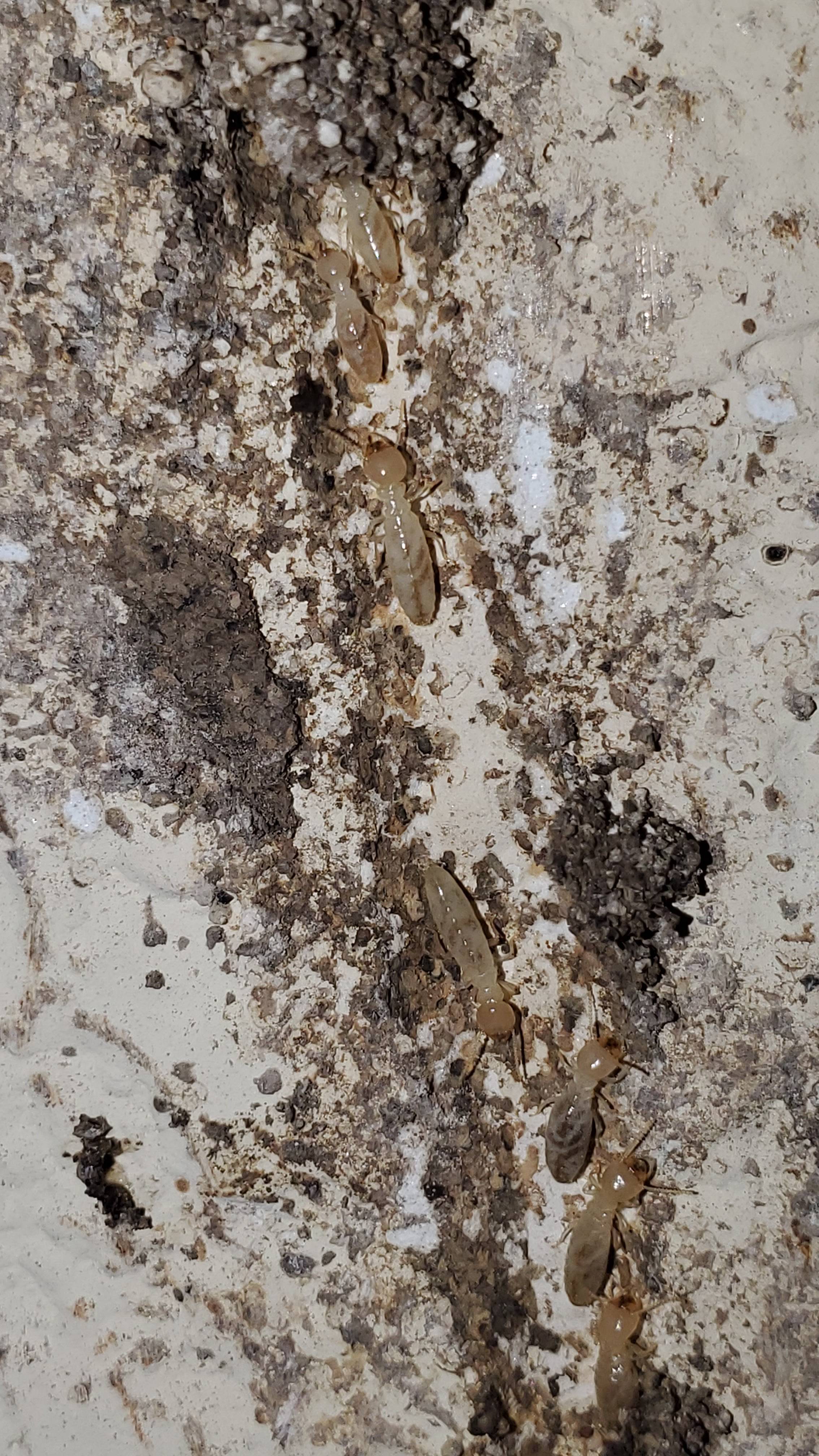 Pro Defense Pest Control - New Braunfels - New Braunfels, TX