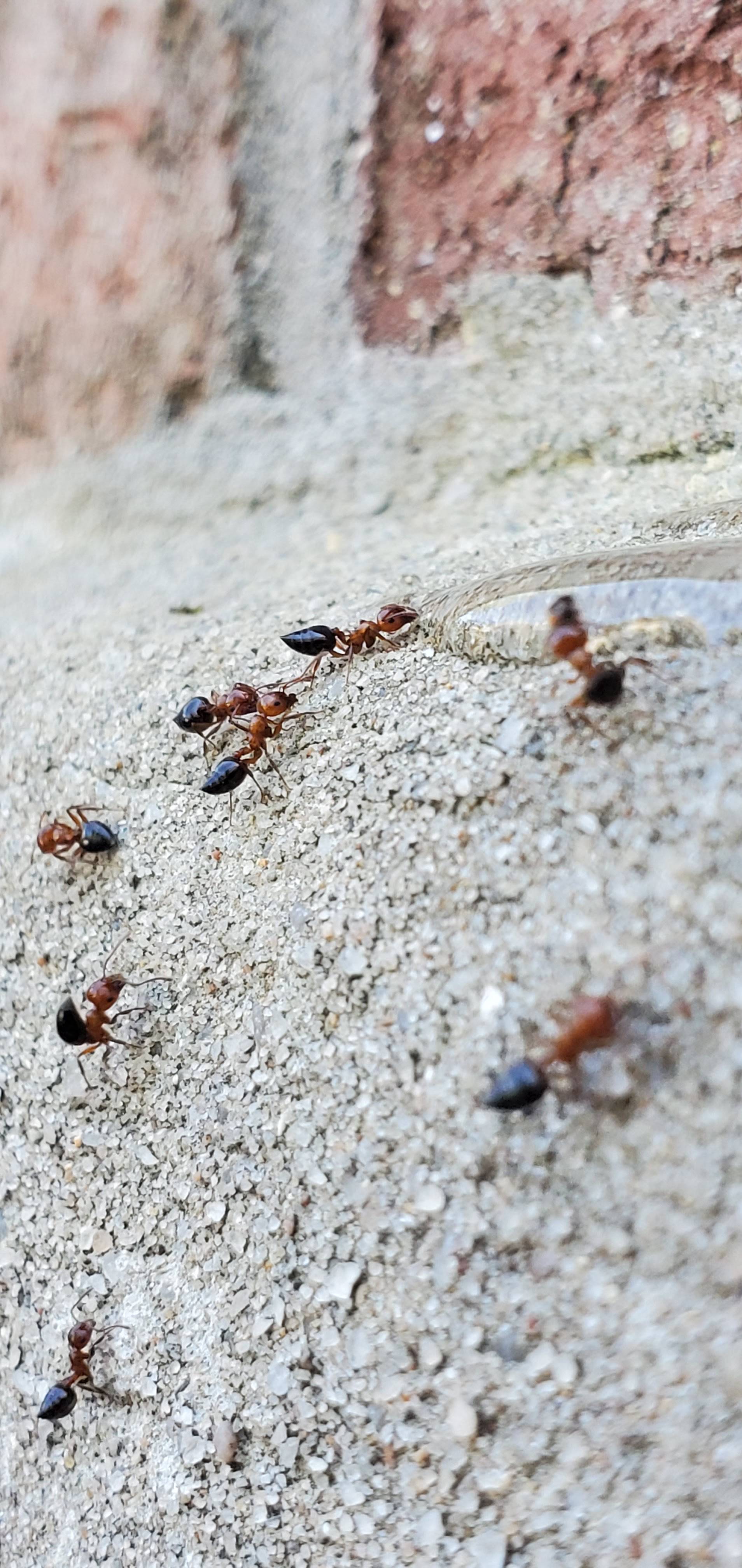 Pro Defense Pest Control - New Braunfels, TX
