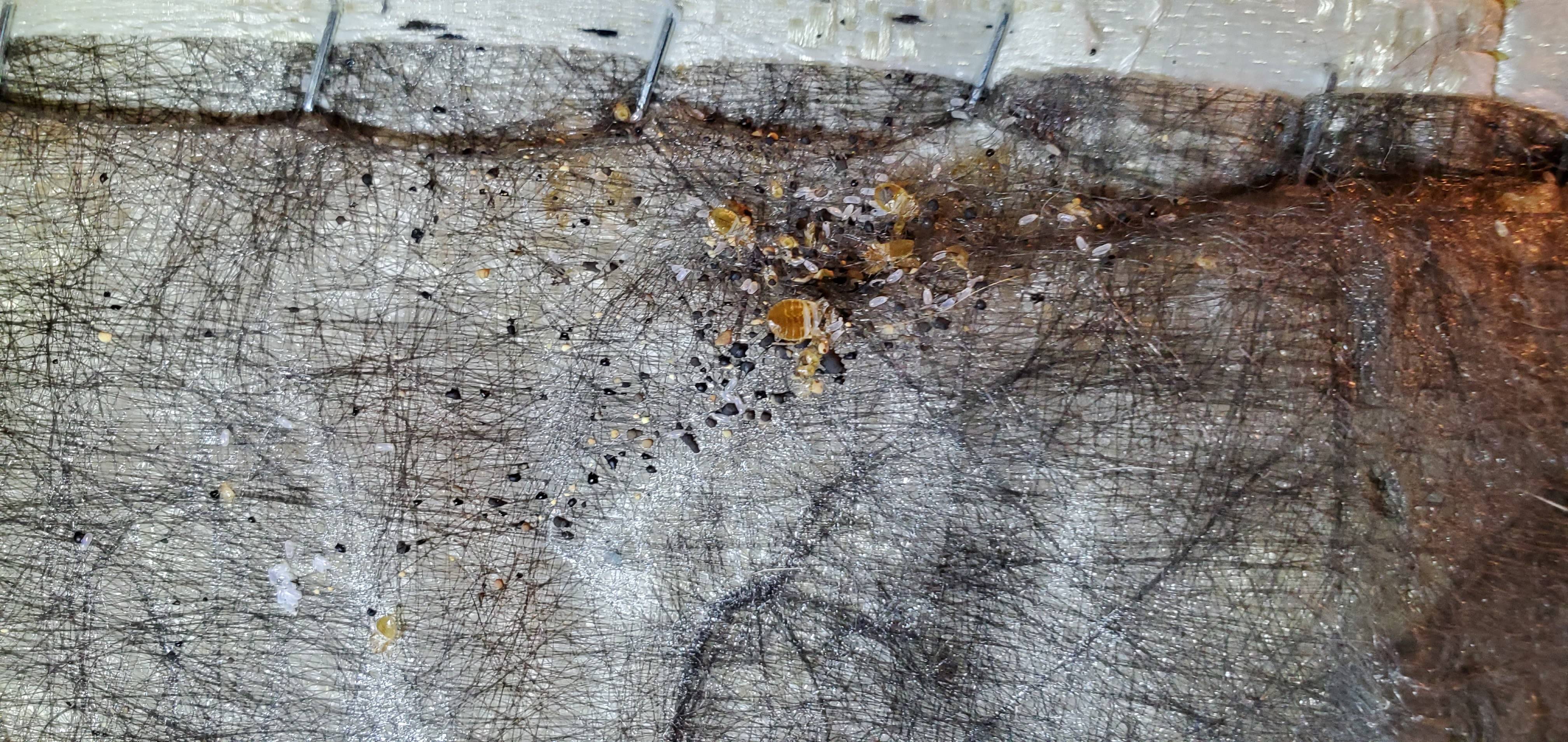 Pro Defense Pest Control - New Braunfels - New Braunfels, TX