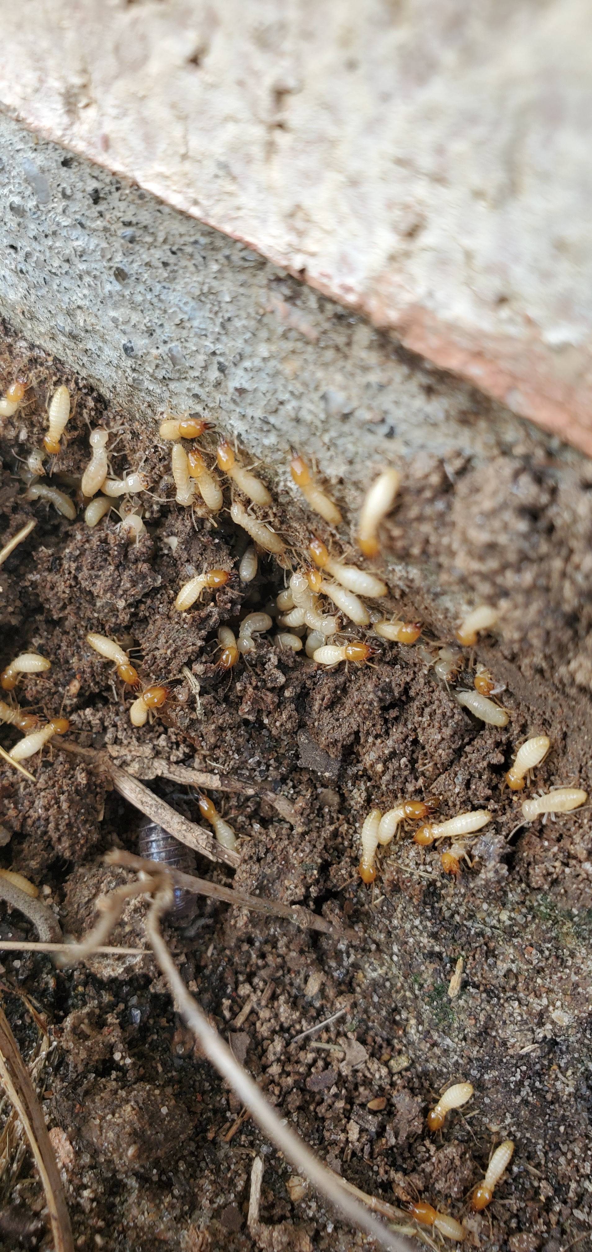 Pro Defense Pest Control - New Braunfels, TX