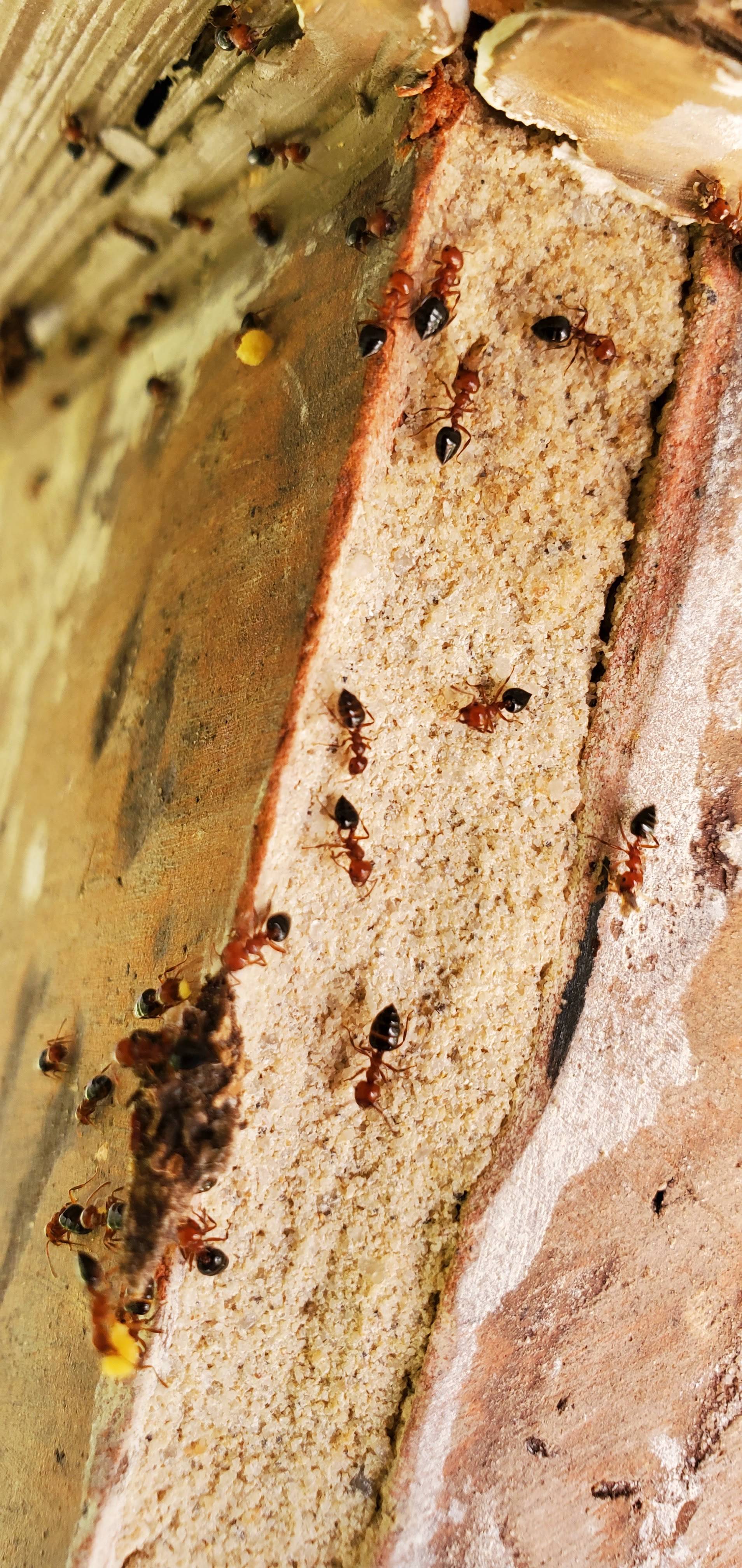 Pro Defense Pest Control - New Braunfels, TX
