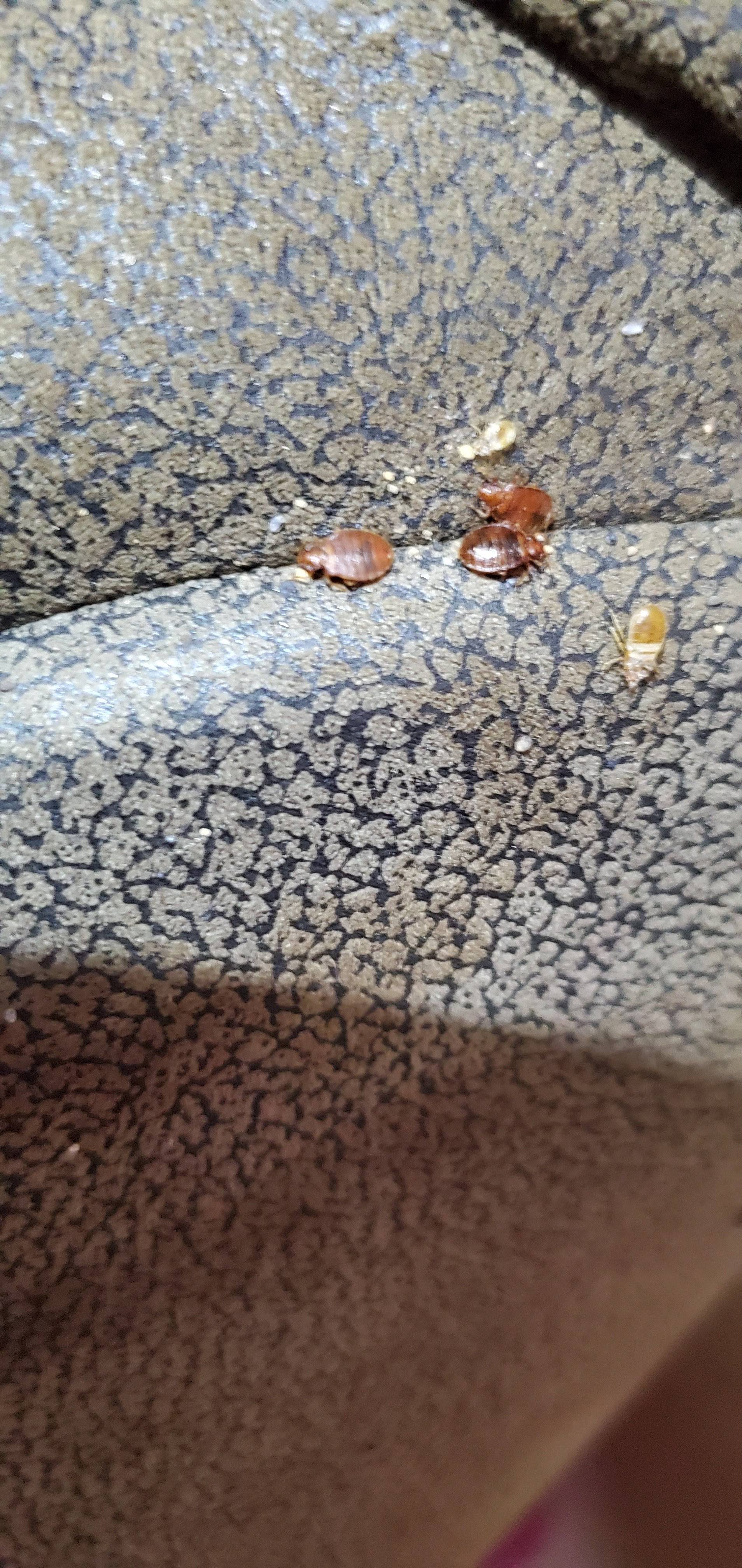 Pro Defense Pest Control - New Braunfels - New Braunfels, TX