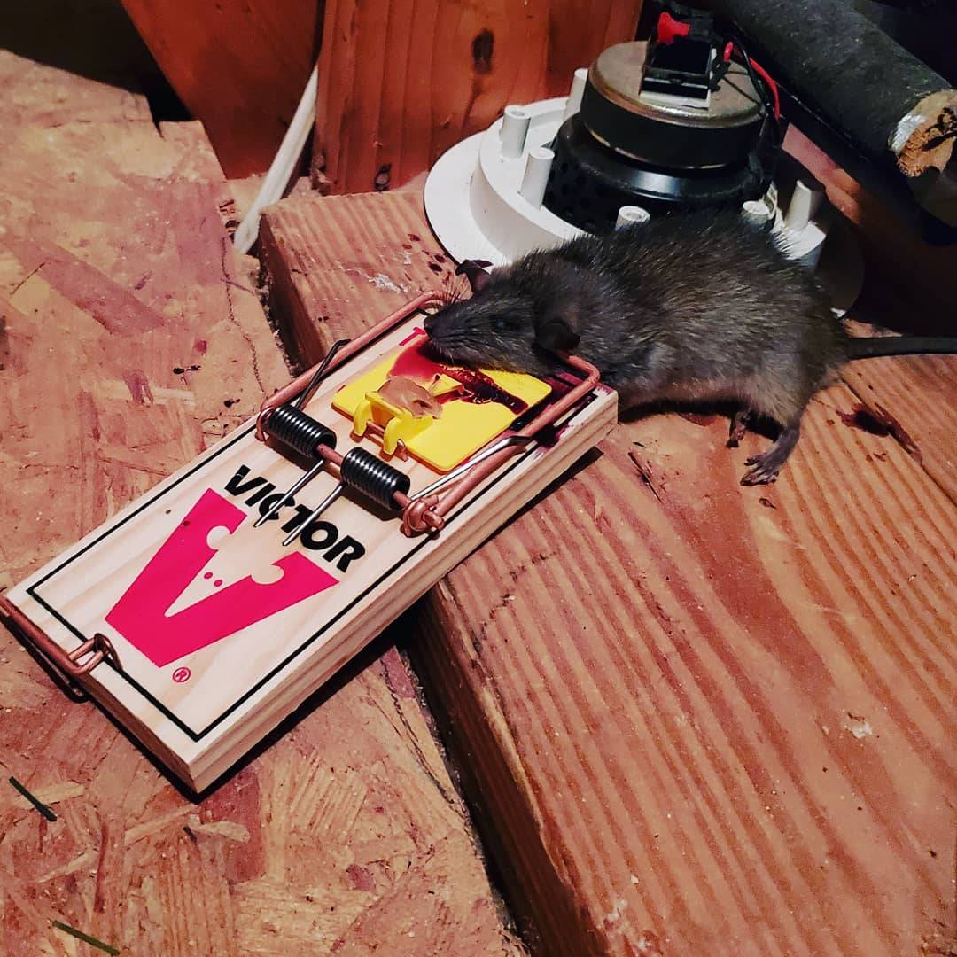 Pro Defense Pest Control - New Braunfels - New Braunfels, TX