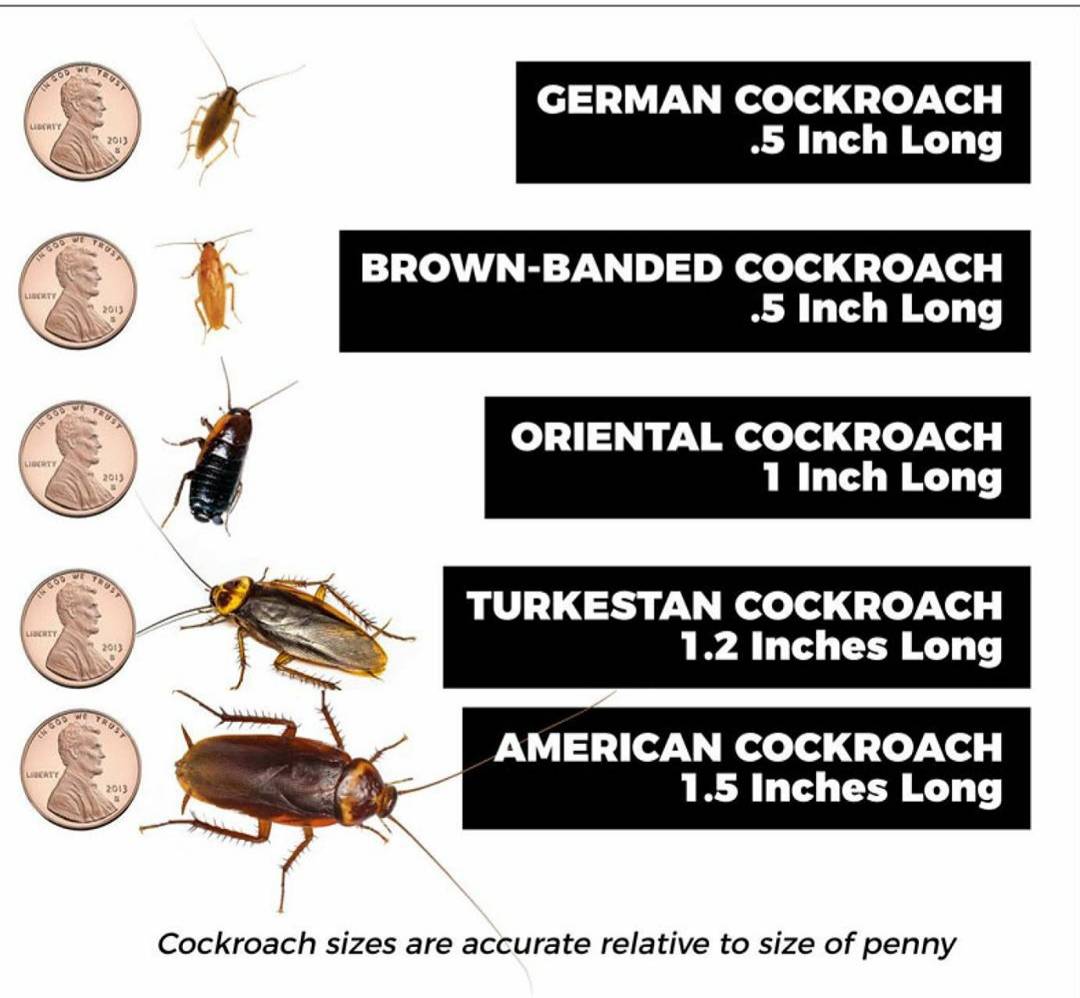 Pro Defense Pest Control - New Braunfels, TX