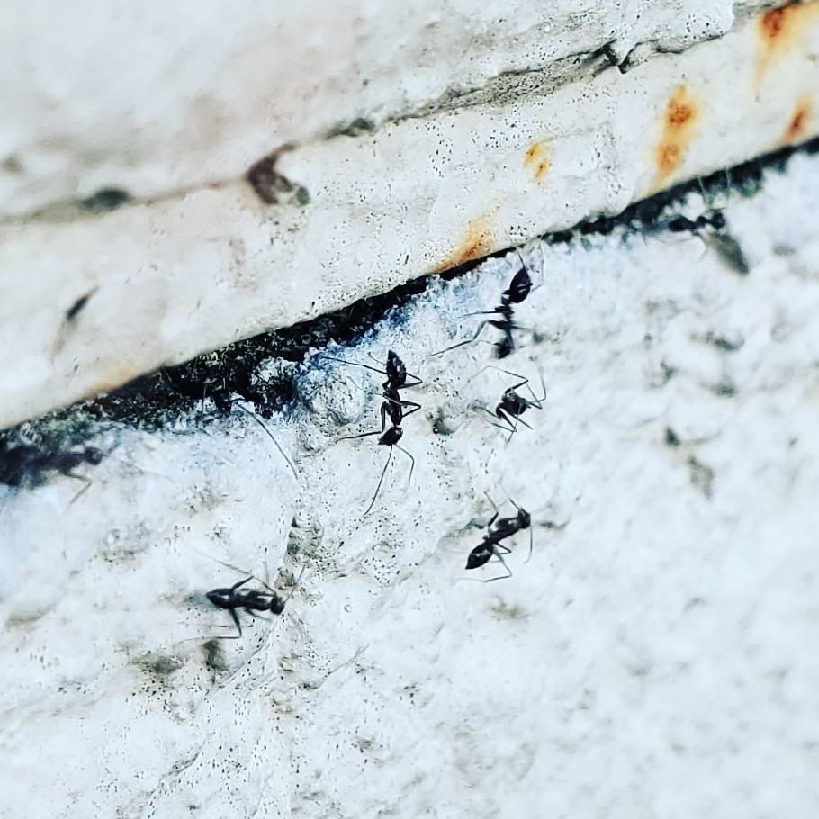 Pro Defense Pest Control - New Braunfels, TX