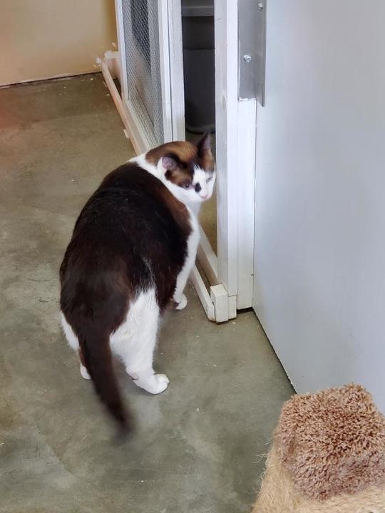 Kitty Cat Hotel Eugene Image