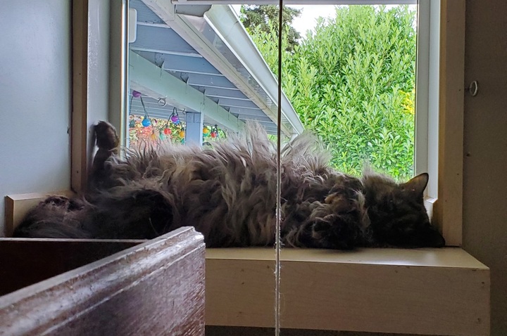 Kitty Cat Hotel Eugene Image