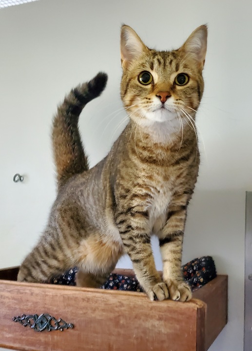 Kitty Cat Hotel Eugene Logo