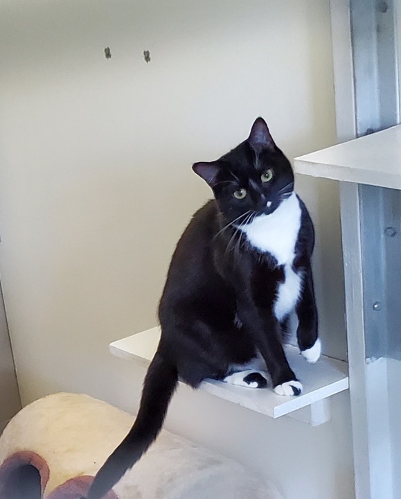 Kitty Cat Hotel Eugene Image