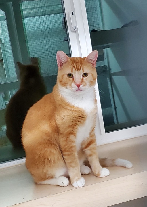 Kitty Cat Hotel Eugene Image