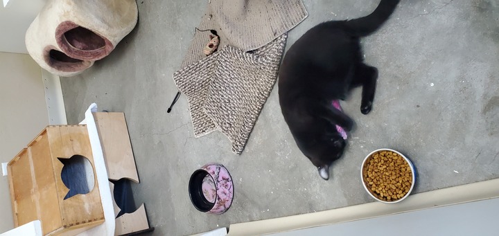 Kitty Cat Hotel Eugene Image