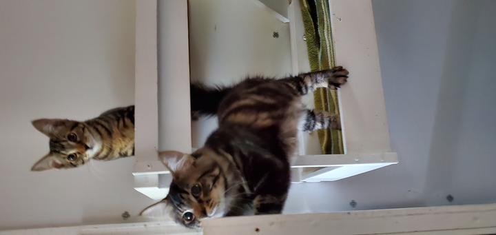 Kitty Cat Hotel Eugene Image