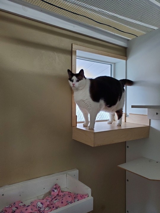 Kitty Cat Hotel Eugene Image