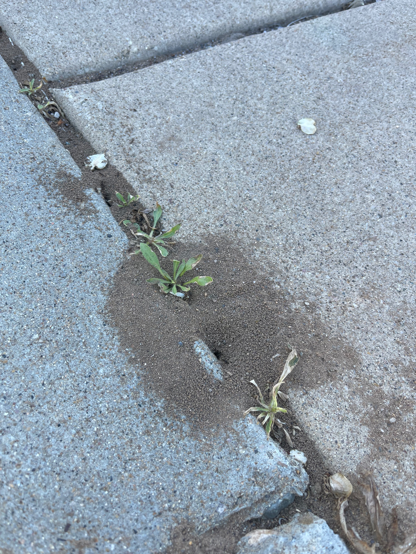 Black Rock Pest Services - Ogden, UT