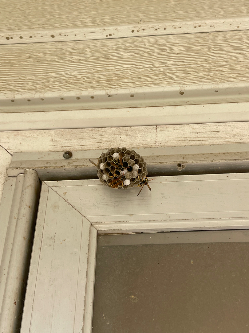 Black Rock Pest Services - Ogden, UT