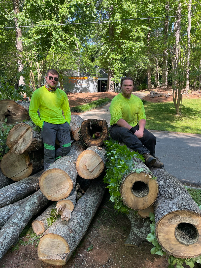 Restoration Tree Care Image