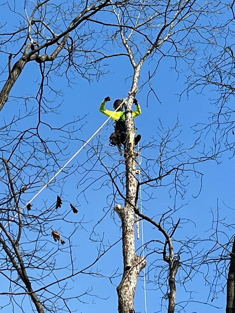 Restoration Tree Care - Marietta, GA