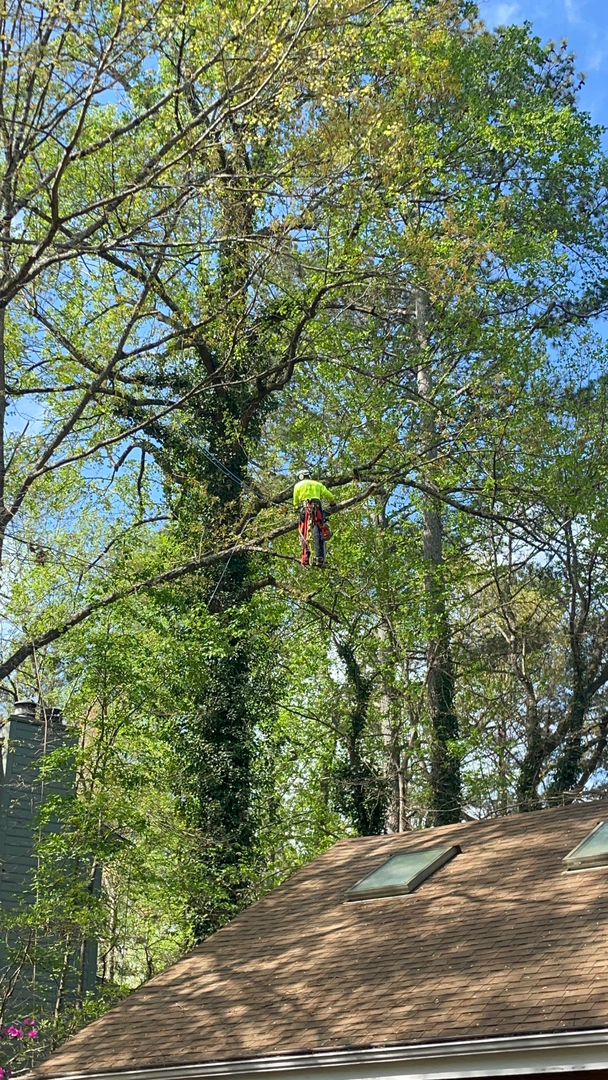 Restoration Tree Care Image