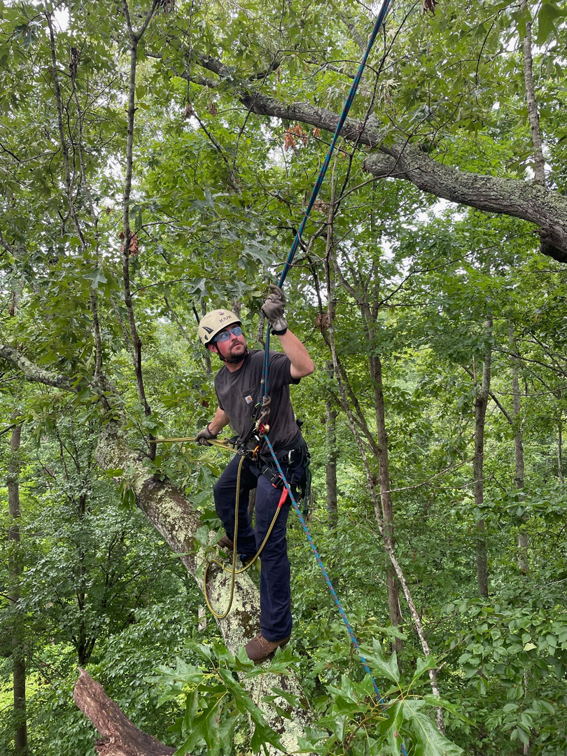 Restoration Tree Care Image