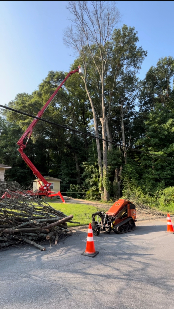 Restoration Tree Care Image