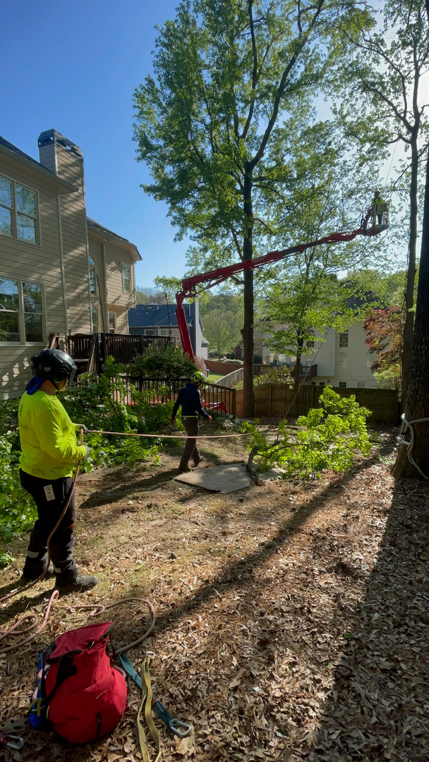 Restoration Tree Care Image